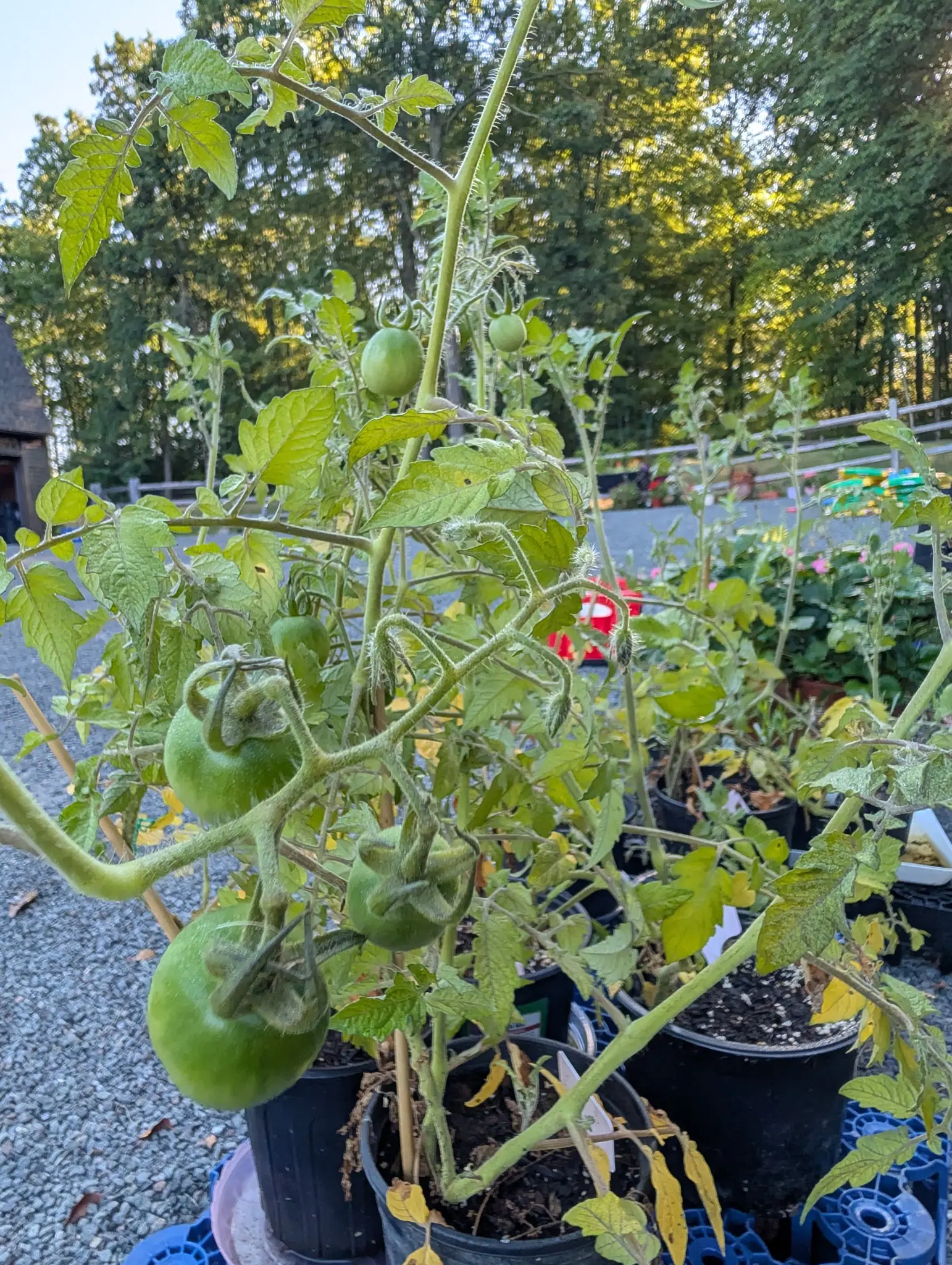 A Large Red Cherry tomato on 26 August, sprawling out of its pot with a dozen small green fruit still hard on hairy trusses, stood up on a blue crate on the gravel among other pots, a dark open doorway at the far edge of the frame.