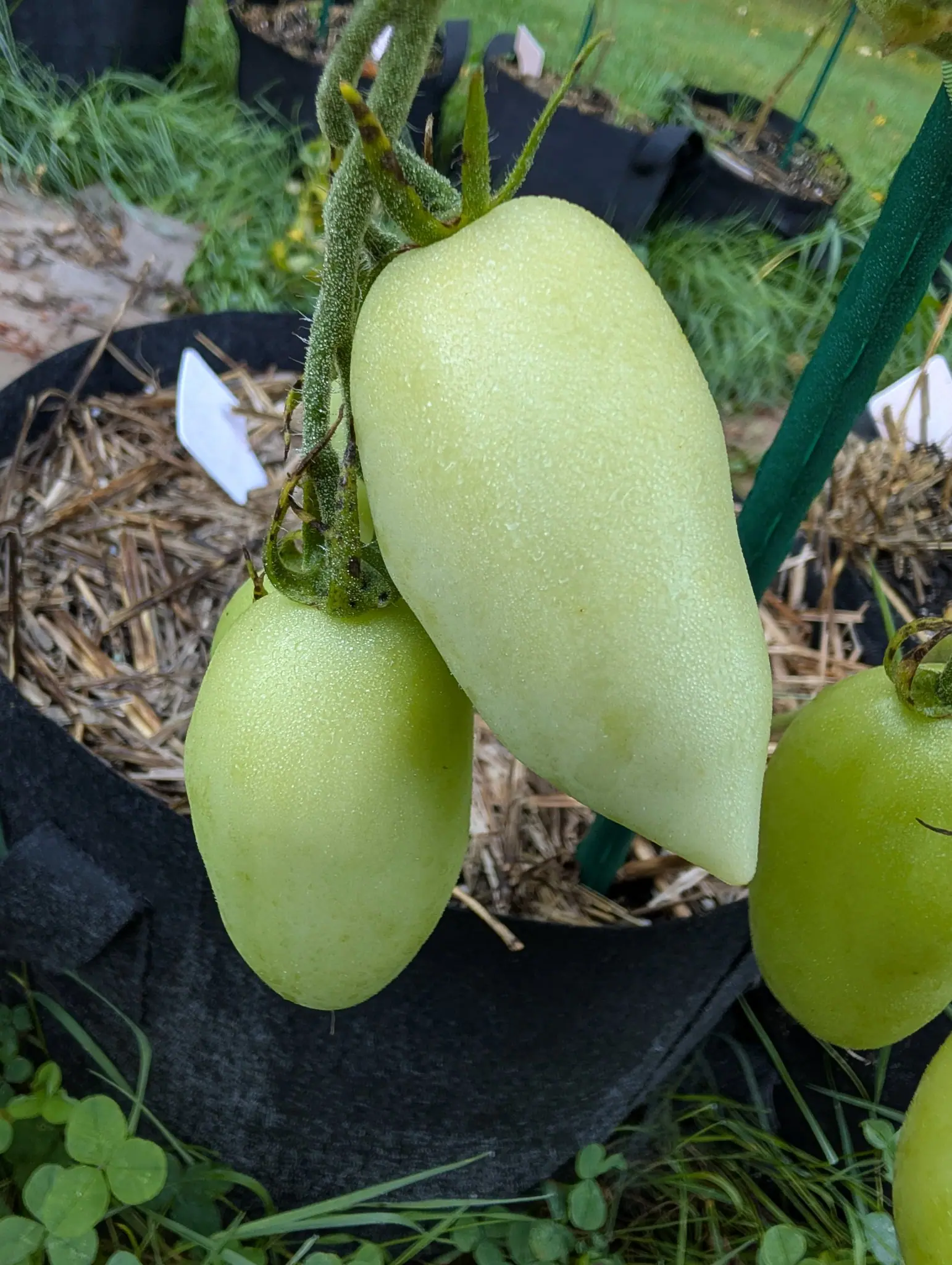 Three Banana Creme tomatoes on 26 August hanging in one cluster, pale creamy-green and drawn out long, the biggest of them tapering to a blunt point at the blossom end, every one beaded over with dew from the night before.