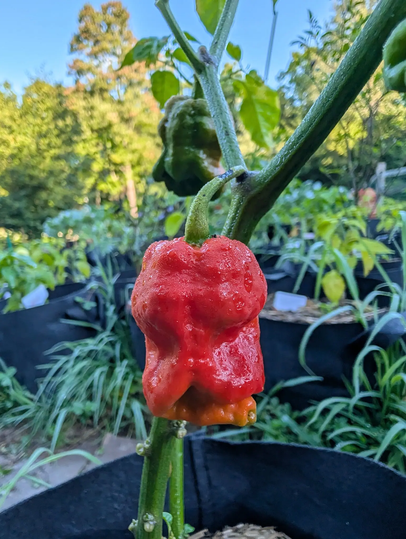 An Armageddon pepper on 26 August gone fully scarlet, its wall folded into gnarled lobes and drawn down to a small rough tip, dew standing in every crease, with a second still dark green and just as crumpled hanging behind it.