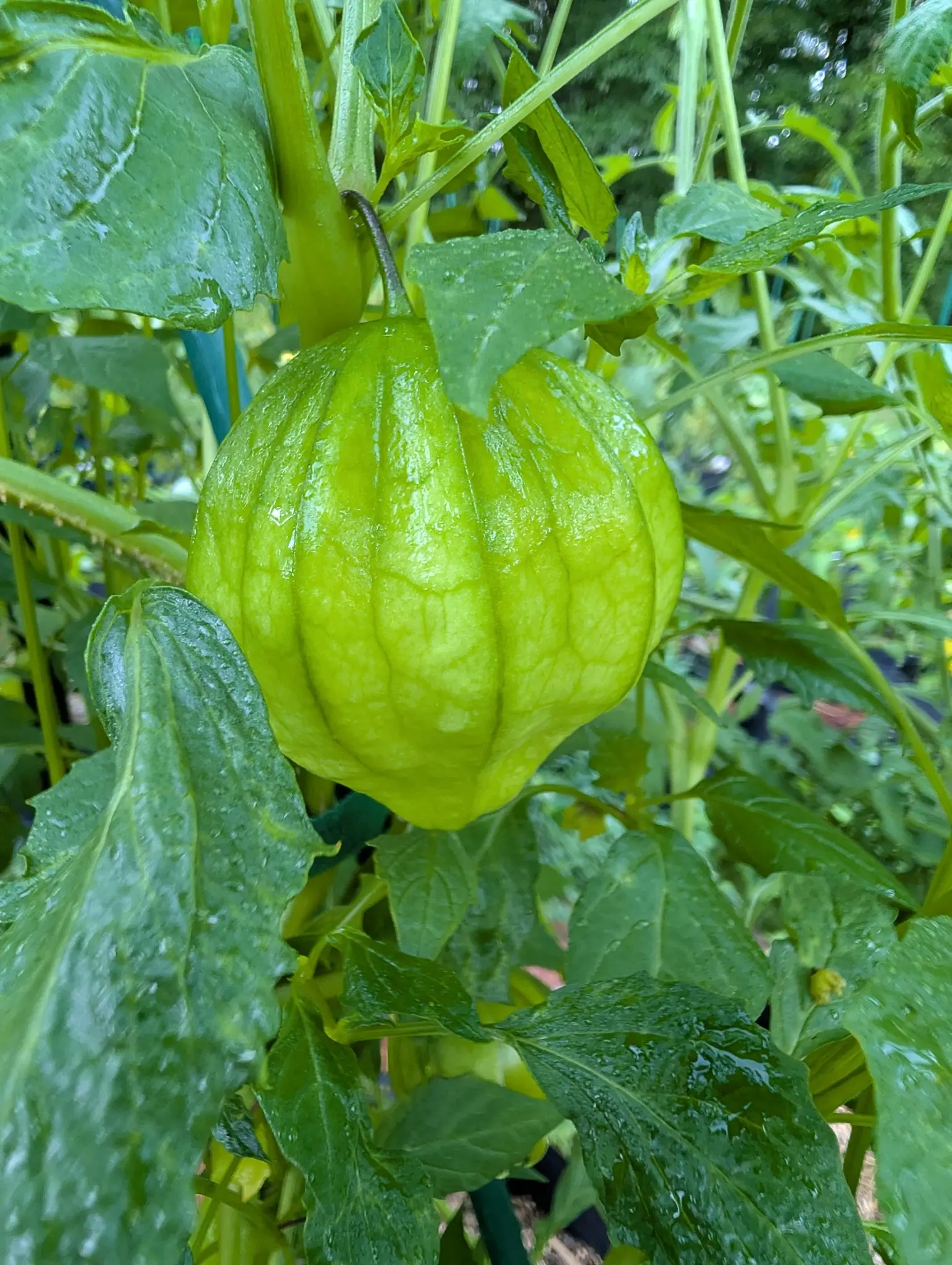 A Cisneros tomatillo on 26 August, one husk hanging inflated like a paper lantern from a slender stalk, pale yellow-green and ribbed down its length with darker veins, still wet with rain among broad toothed leaves.