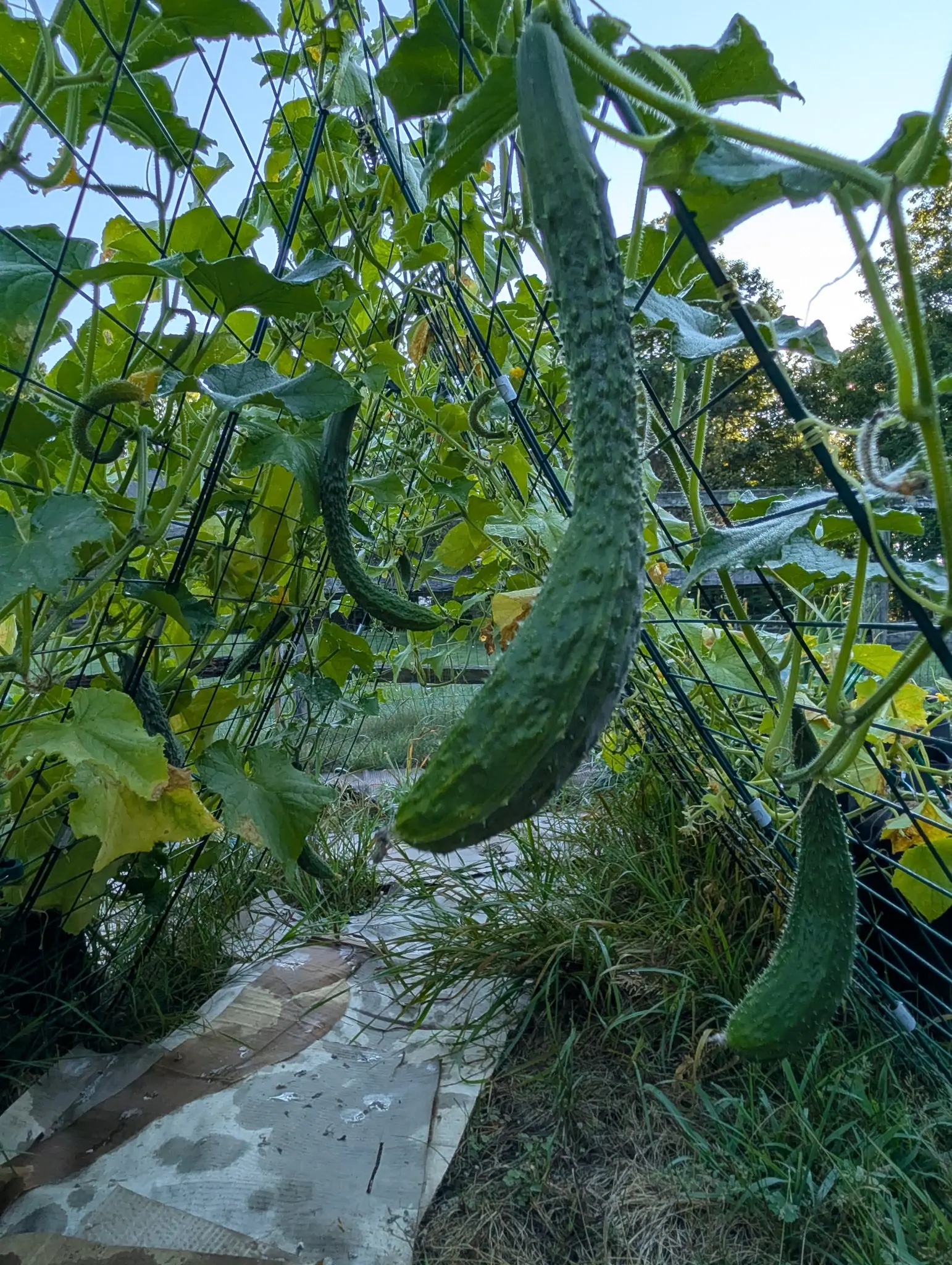 Three Suyo Long cucumbers on 26 August hanging from the trellis wires, dark and deeply ridged and set with small pale warts, one curved right round into a hook, each still carrying its shriveled yellow flower at the blossom end.