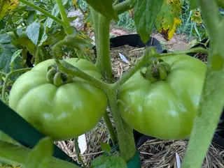 Two Mountain Fresh Plus tomatoes on 26 August side by side on one thick hairy stem, both broad and shallowly ribbed across the shoulder, each with its calyx curled down tight over the crown rather than spread out flat.