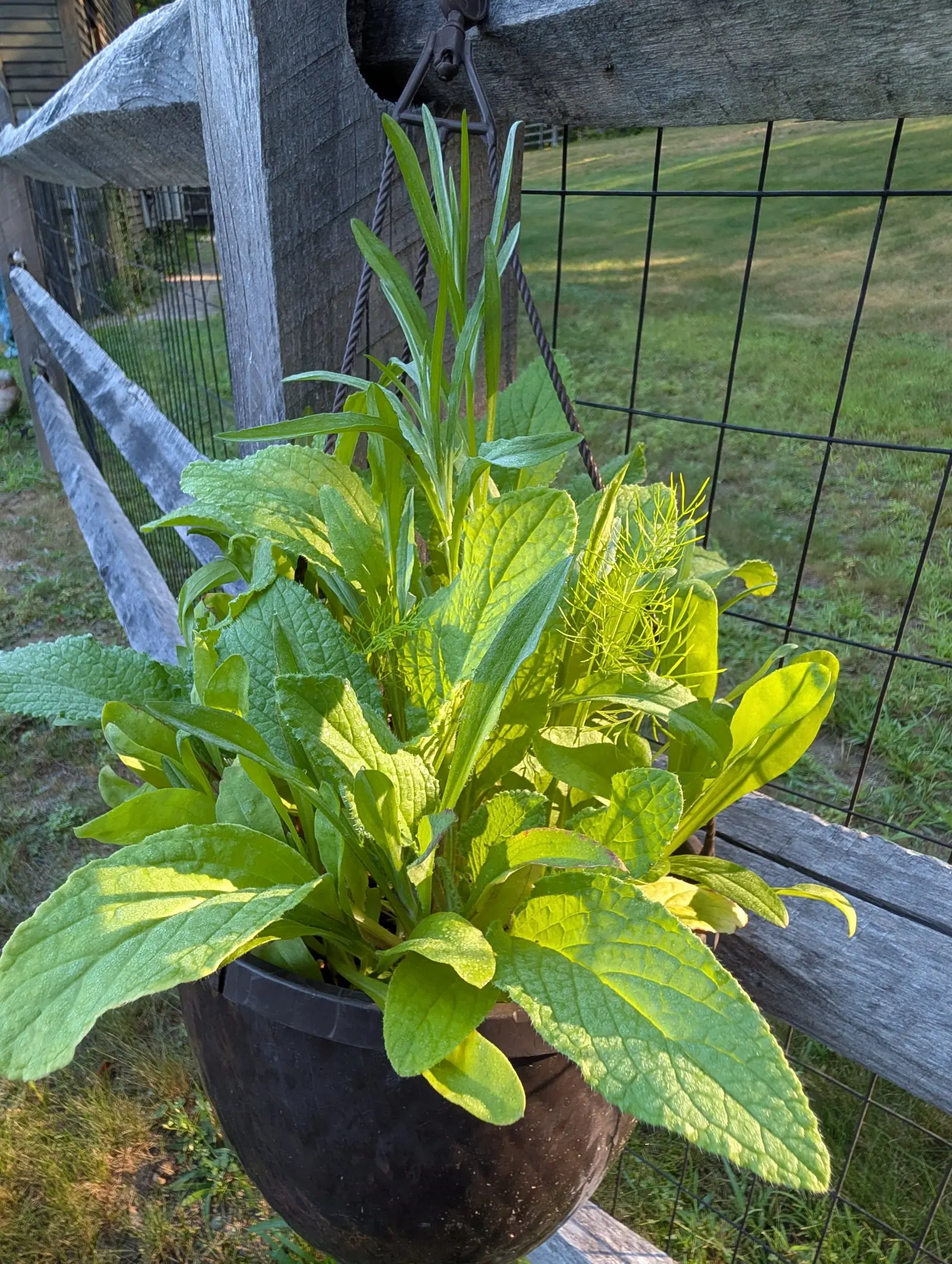 A basket hung on a fence rail on 26 August with four kinds of leaf sharing it and still nothing in flower — rough hairy ovals, narrow gray-green blades, feathery blue-green fronds and smooth arrowheads — over mown grass beyond the wire.