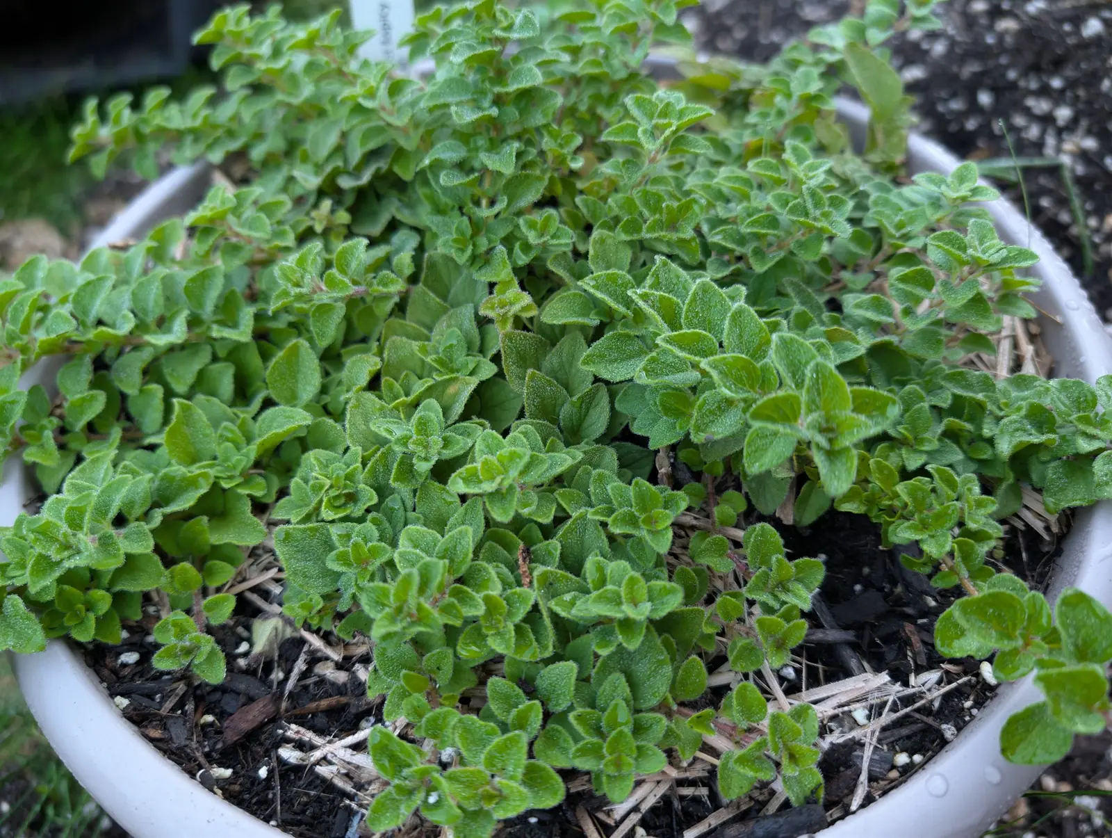 Hot & Spicy oregano on 26 August, a dense low mat of small round gray-green leaves, thickly furred and set in opposite pairs along fine wiry red stems, spilling out over the white rim of its pot.