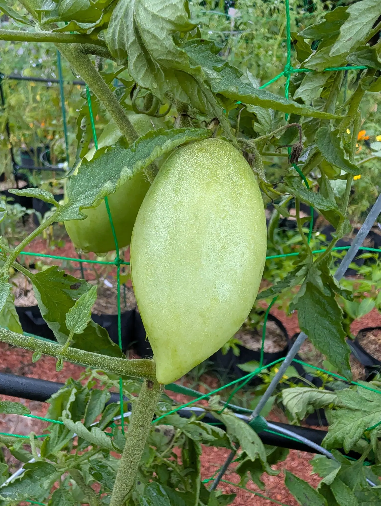 A Ukrainian Purple tomato on 26 August, still pale green and drawn out long from a smooth shoulder to a blunt point, beaded all over with dew on a hairy stem, with a rounder one sitting behind it out of focus.