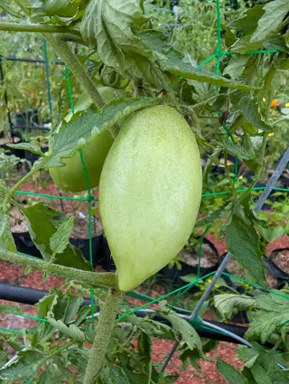 A Ukrainian Purple tomato on 26 August, still pale green and drawn out long from a smooth shoulder to a blunt point, beaded all over with dew on a hairy stem, with a rounder one sitting behind it out of focus.