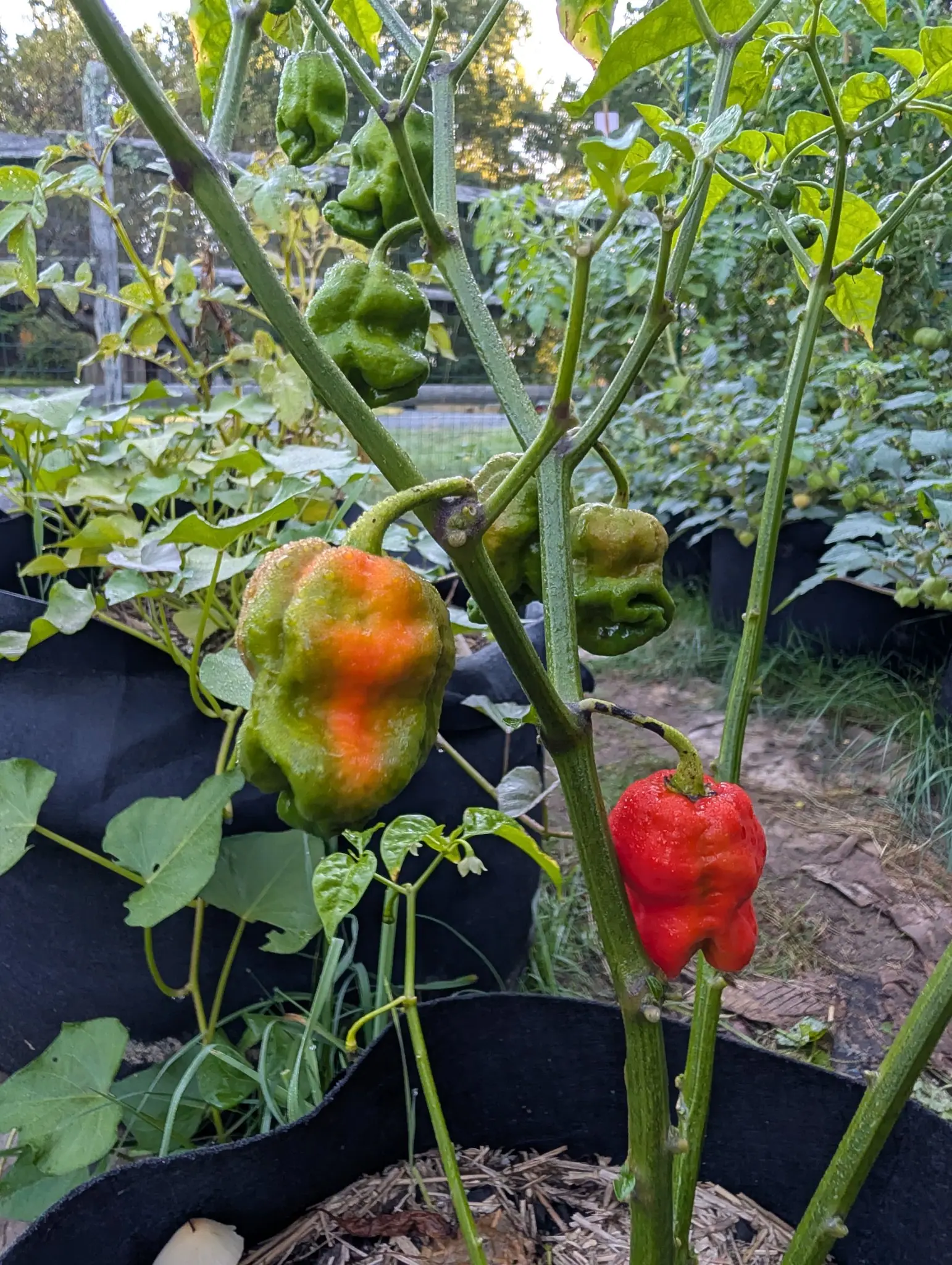 Armageddon peppers on 26 August, still setting while they ripen — small white flowers open at the nodes among four wrinkled lobed fruit, one flushing orange out of green, one small and scarlet, two still wholly dark green.