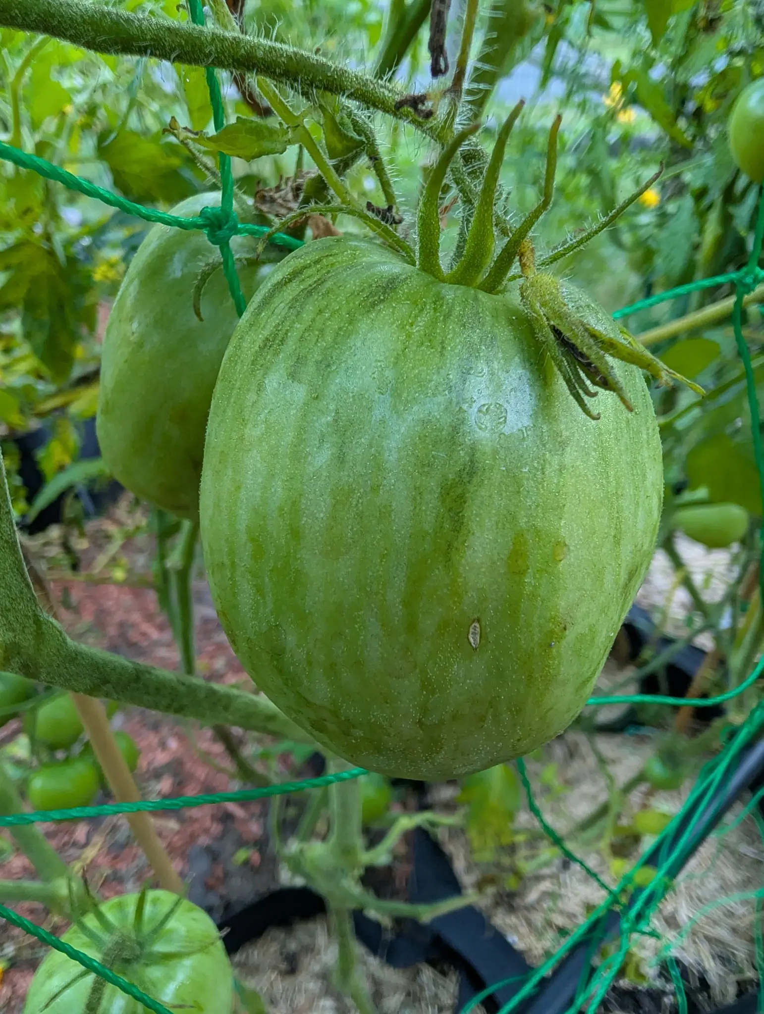 A Speckled Roman tomato on 26 August, oval rather than round and striped along its length in darker green from shoulder to blossom end, the pointed calyx spread flat across its crown and a second fruit set behind it.