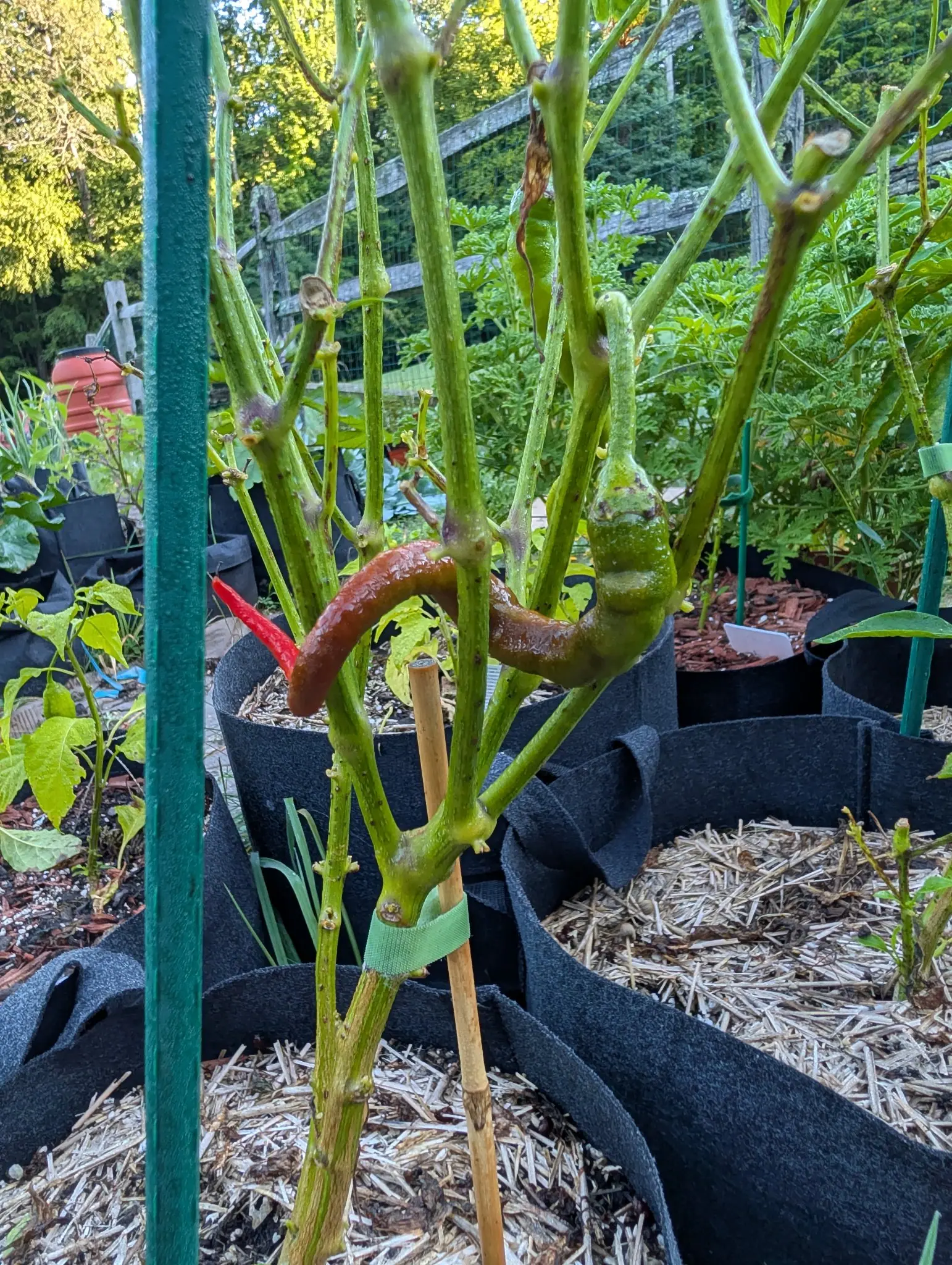 A Sweet Sivri plant on 26 August stripped down to bare stems, carrying one long curved pod turning through brown to red, one still wholly green, and a slender scarlet one behind — nothing left in leaf to hide any of them.