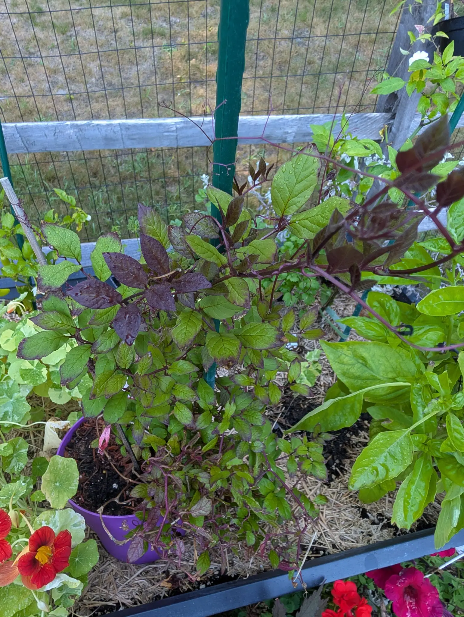 A climber on 26 August with nothing yet in flower to name it by — wine-purple stems, paired leaves flushed maroon at the newest and plain green below, every shoot ending in a fine branching tendril reaching for the wire mesh behind.