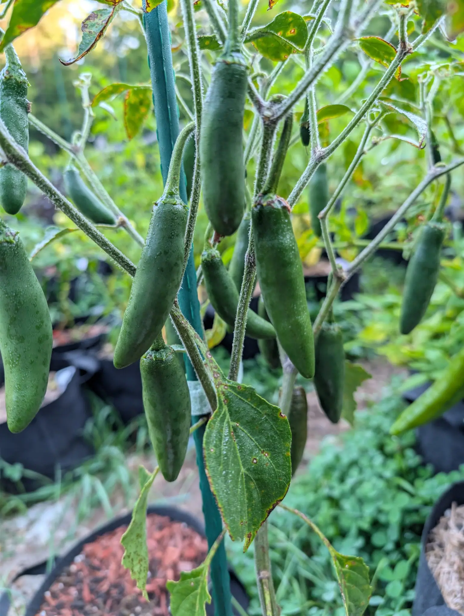 A Kori Sitakame plant on 26 August carrying a dozen fruit at once, all still dark green and none of them turned, each smooth-skinned and blunt-tipped and tapering only slightly from a broad shoulder, every one washed over with dew.