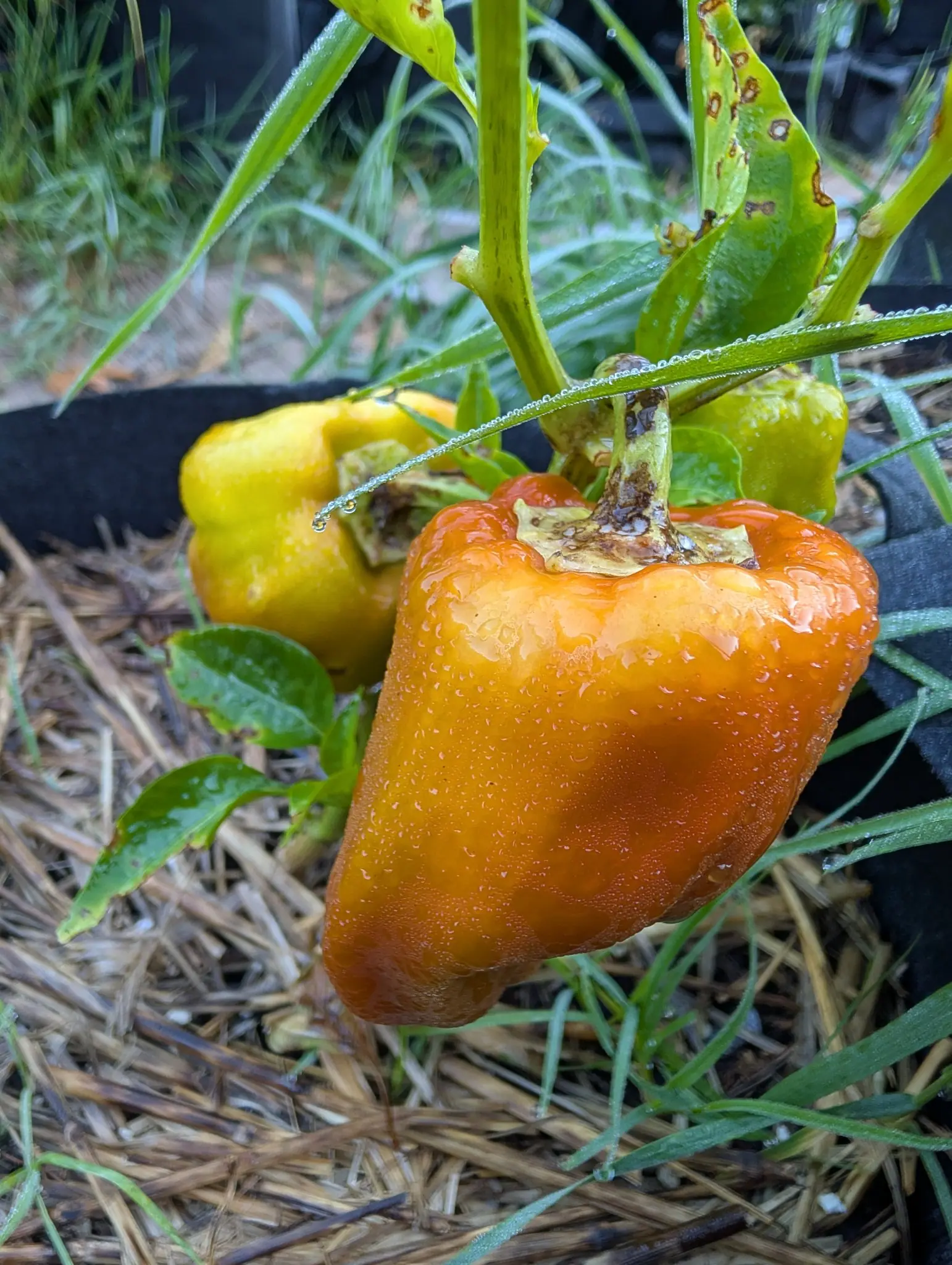 A Carmen pepper on 26 August running the whole scale on one fruit — yellow through orange to deep red-orange, and unevenly — with a second still lemon-yellow behind it and a third wholly green, all of them running with dew.