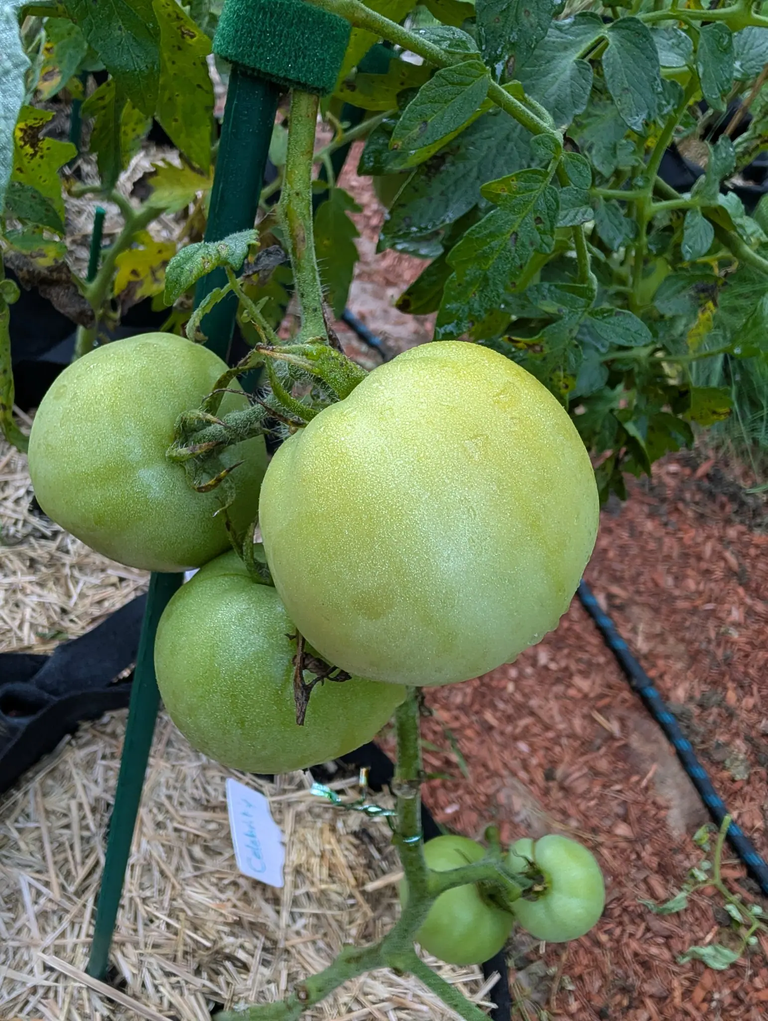 Three Celebrity tomatoes on 26 August packed tight on one hairy truss, all smooth and round and pale green with the calyx spread flat across each crown, and a fourth truss already setting below them.