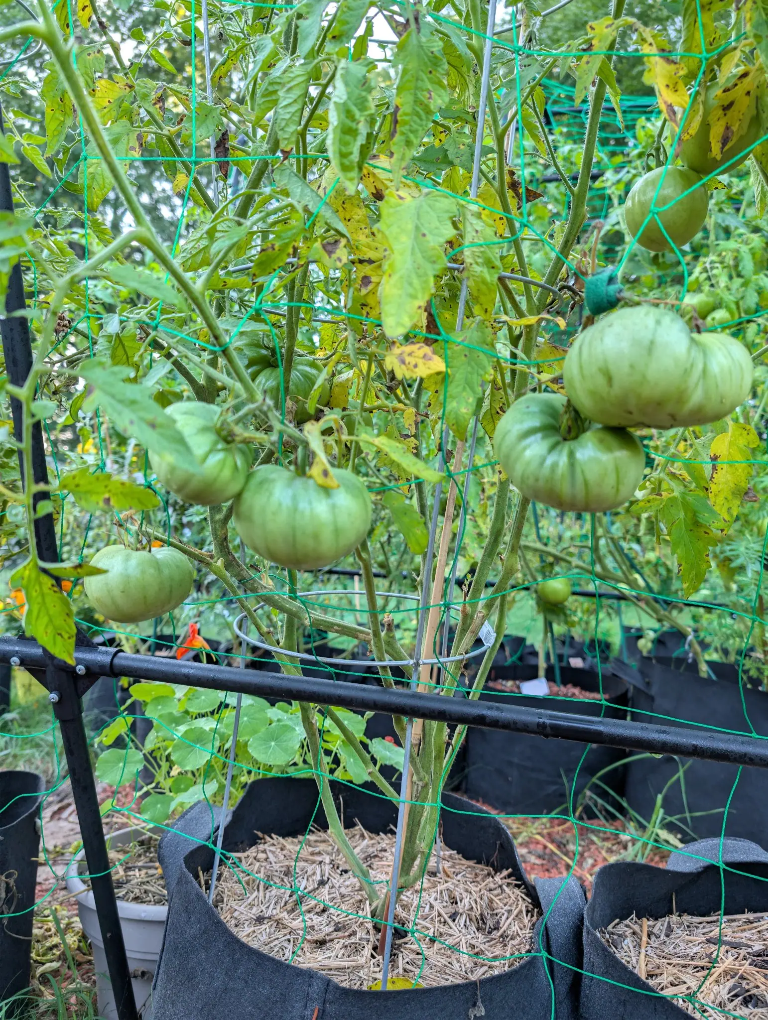 An 1884 tomato plant on 26 August, six or more heavy green fruit held inside the wire ring it is caged in, the biggest of them broad and deeply ribbed across the shoulder, with nasturtium leaves crowding in below.