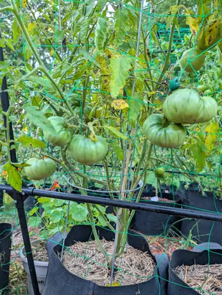 An 1884 tomato plant on 26 August, six or more heavy green fruit held inside the wire ring it is caged in, the biggest of them broad and deeply ribbed across the shoulder, with nasturtium leaves crowding in below.