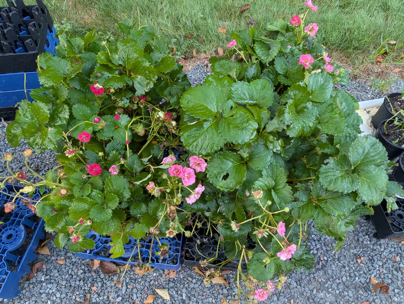 Strawberry plants on 26 August, flowering and setting at once in their flats — rose-pink blooms open above leaves in toothed threes, small green fruit still held in the calyx, and runners trailing out over the crate edges.