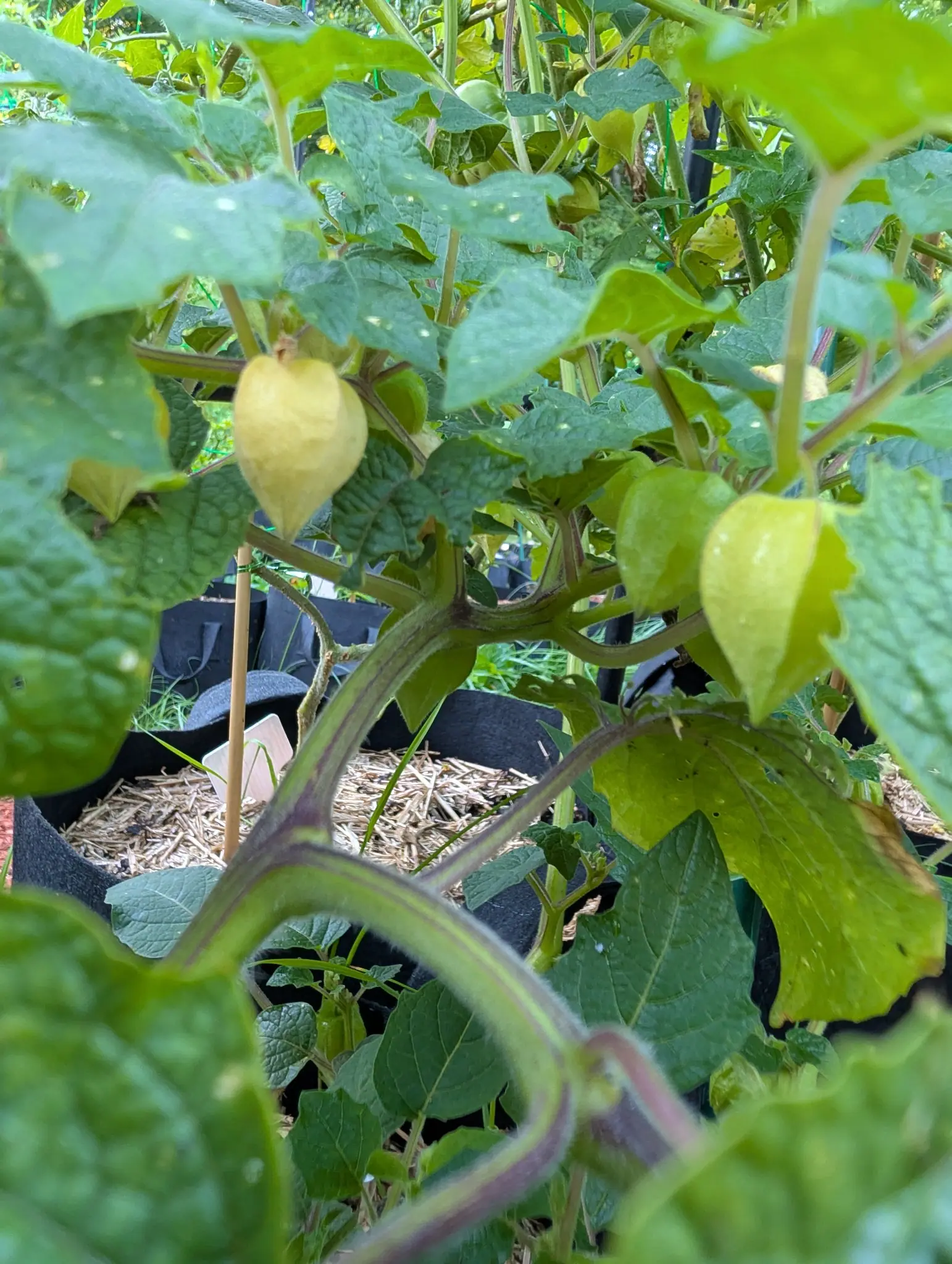 Two Pineapple Tomatillo husks on 26 August, both inflated to a point and ripened right through from green to clear buttery yellow, the fruit inside filling them out tight, hanging from purple-flushed jointed stems.