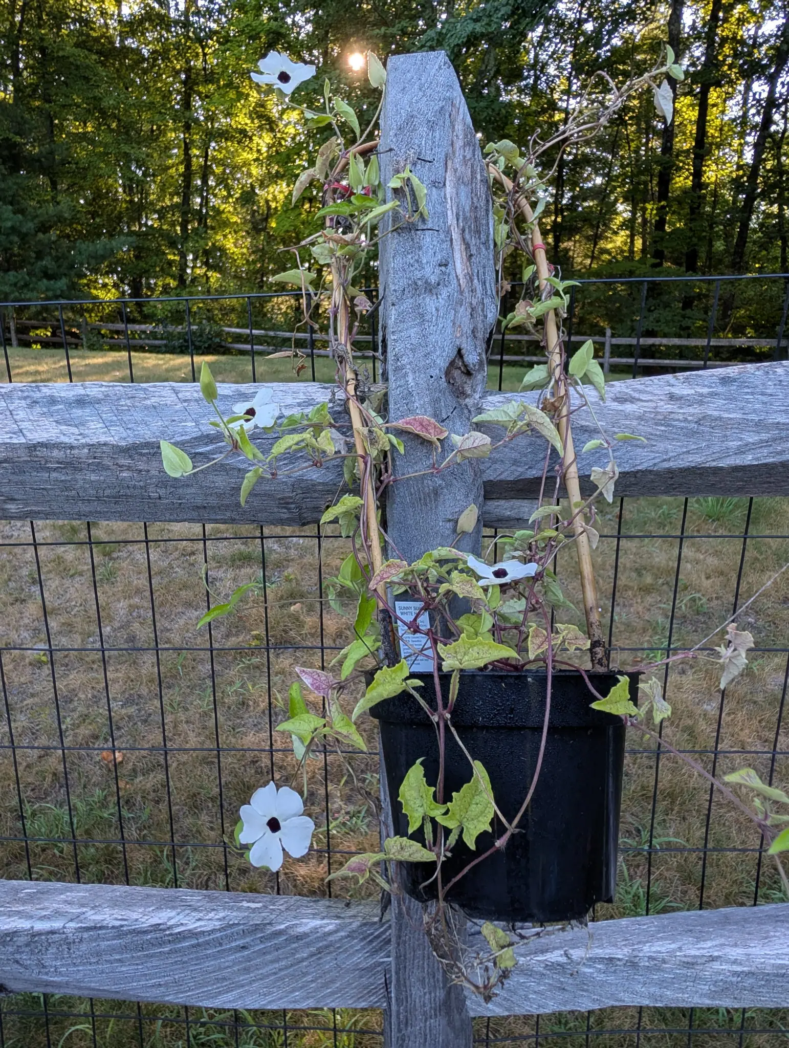A Sunny Susy White Halo thunbergia on 26 August, four flowers open at once on a vine twined up a hoop — five flat white petals around a throat gone almost black — on wiry purple stems, its pot wired to a fence post.
