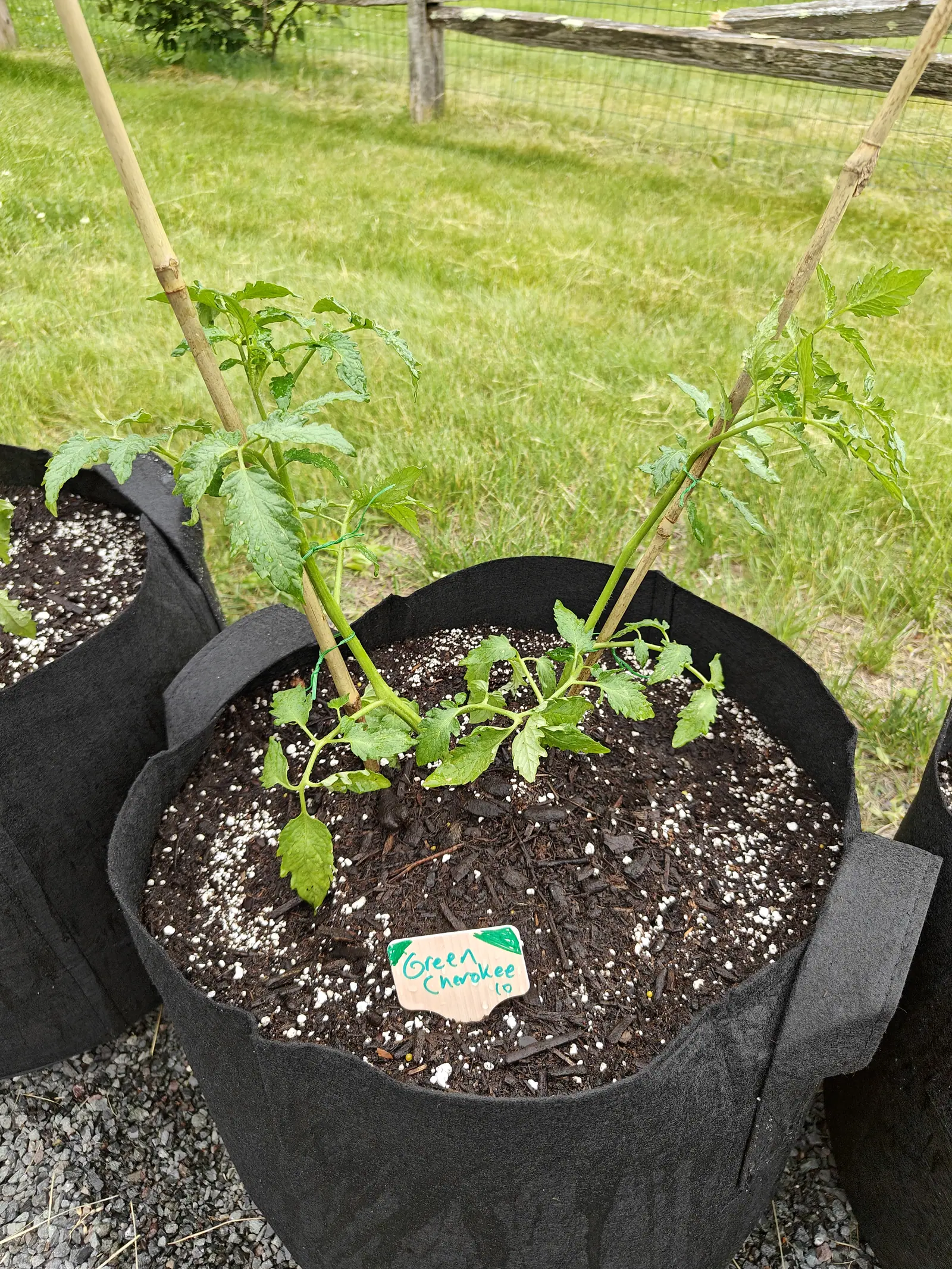 Two Cherokee Green tomatoes crowded into a single planting on 7 June, each flopping away from the other so the middle lies bare — white hairs standing out along every stem, a few leaves nibbled, everything faintly wet under flat overcast light.