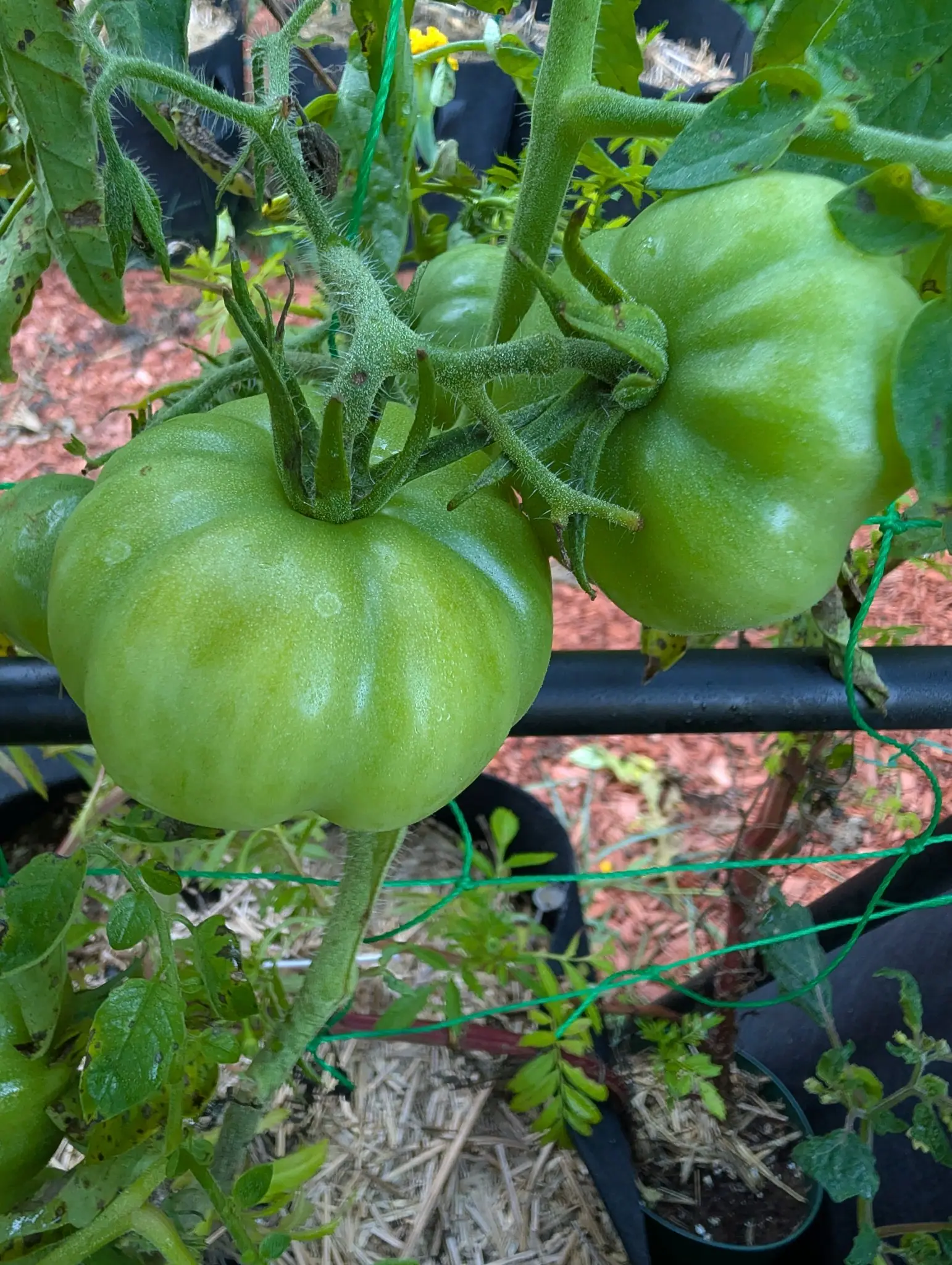Two Rosso Sicilian tomatoes on 26 August on one hairy truss, both broad and shallowly ribbed and still wholly green, their pointed calyxes spread wide across each crown with the jointed stem furred white between them.