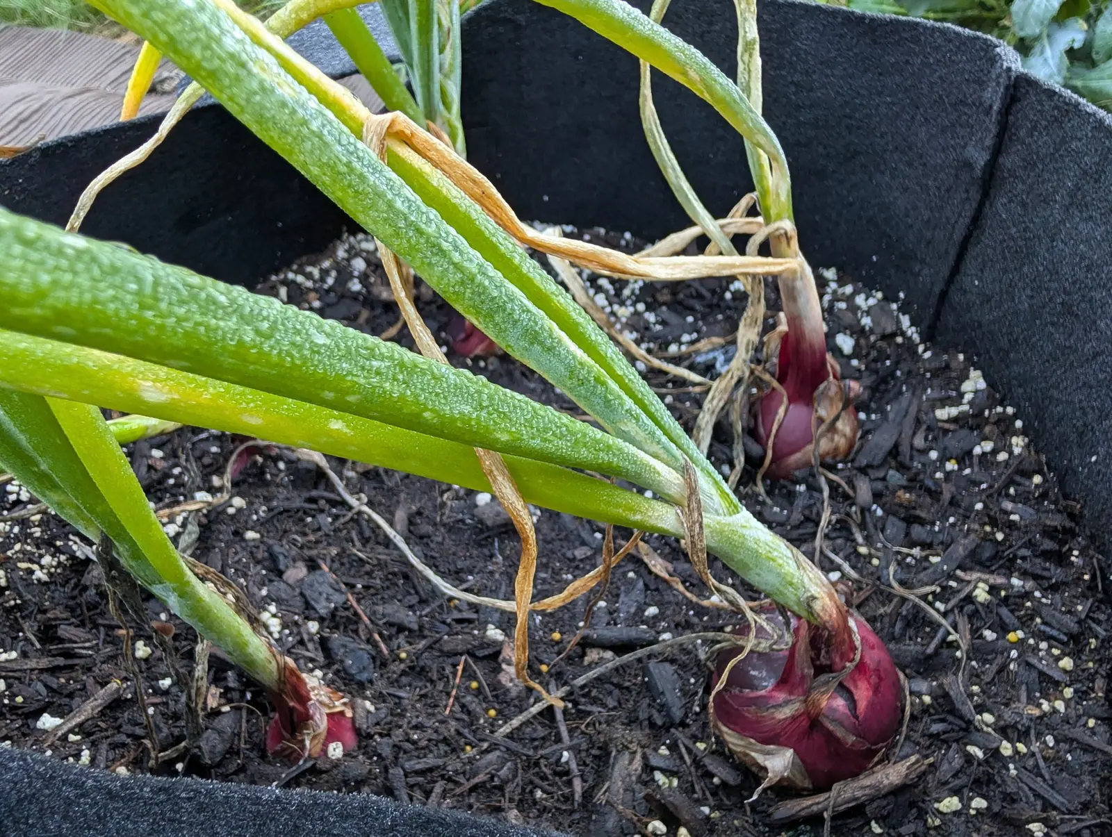 Three red onions on 26 August, shouldered up out of the mix with their papery skins already split and peeling back, deep red-purple beneath, their thick hollow leaves flopped over sideways and dried to straw at the tips.