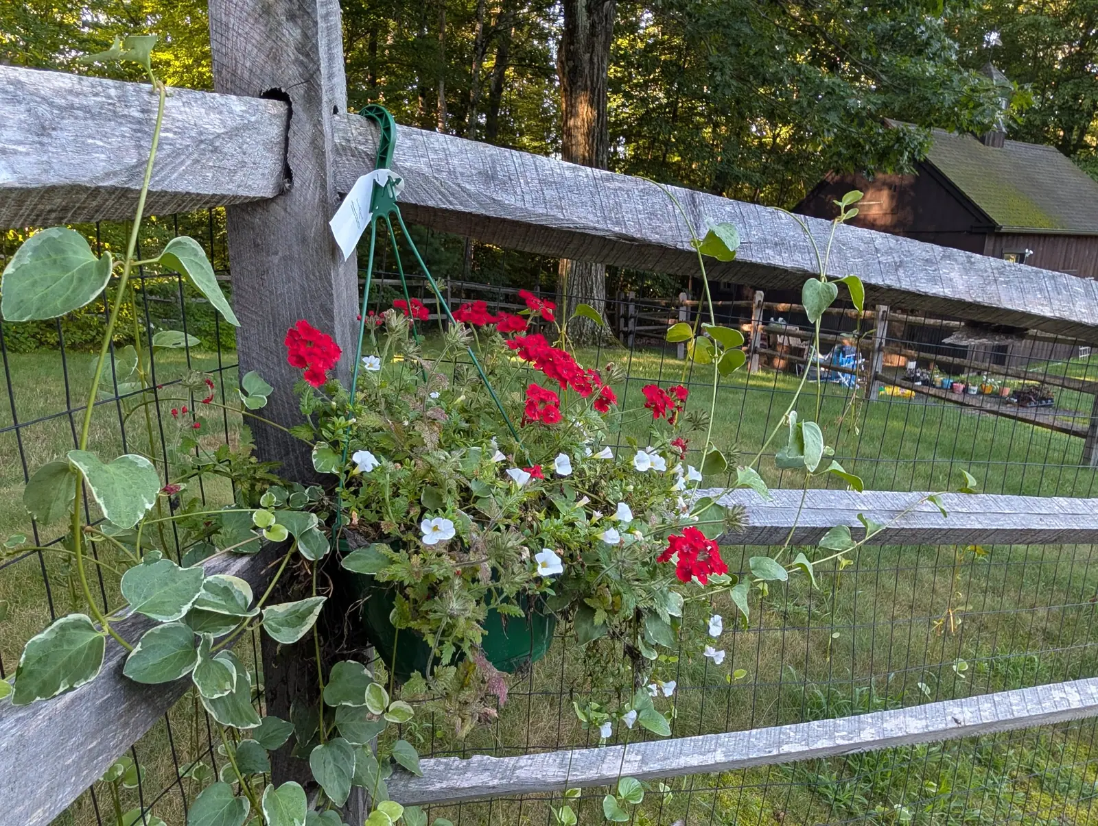 A basket wired to a fence post on 26 August, scarlet umbels and small white trumpets spilling over variegated heart-shaped ivy that runs away along the rail, with mown grass and a dark-roofed barn beyond the wire.