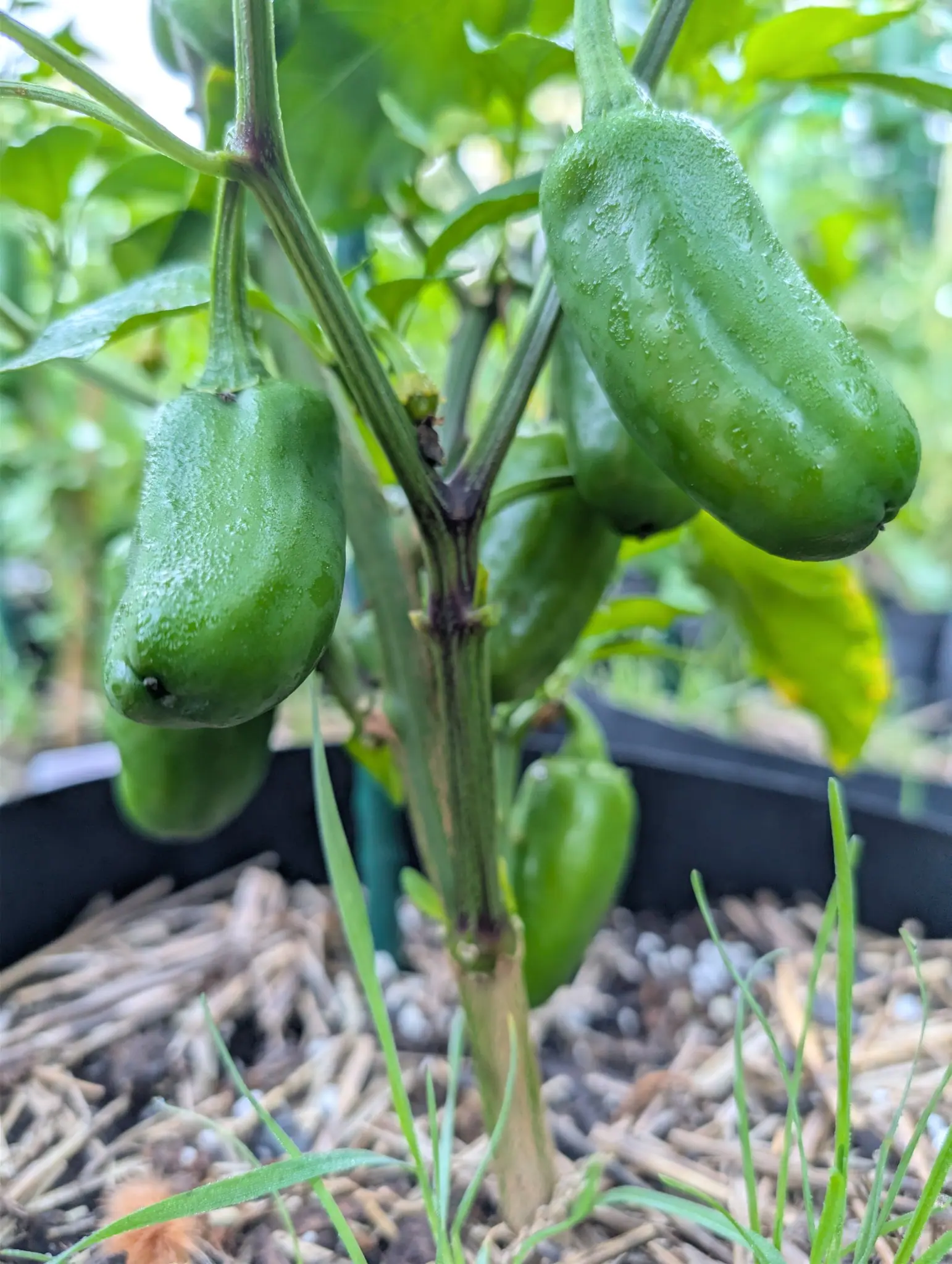 Four Capeliente peppers on 26 August hanging from stems jointed purple at every node, each one blocky and thick-walled and blunt at the tip, all still deep green and running with dew, with grass blades pushing up across the frame.