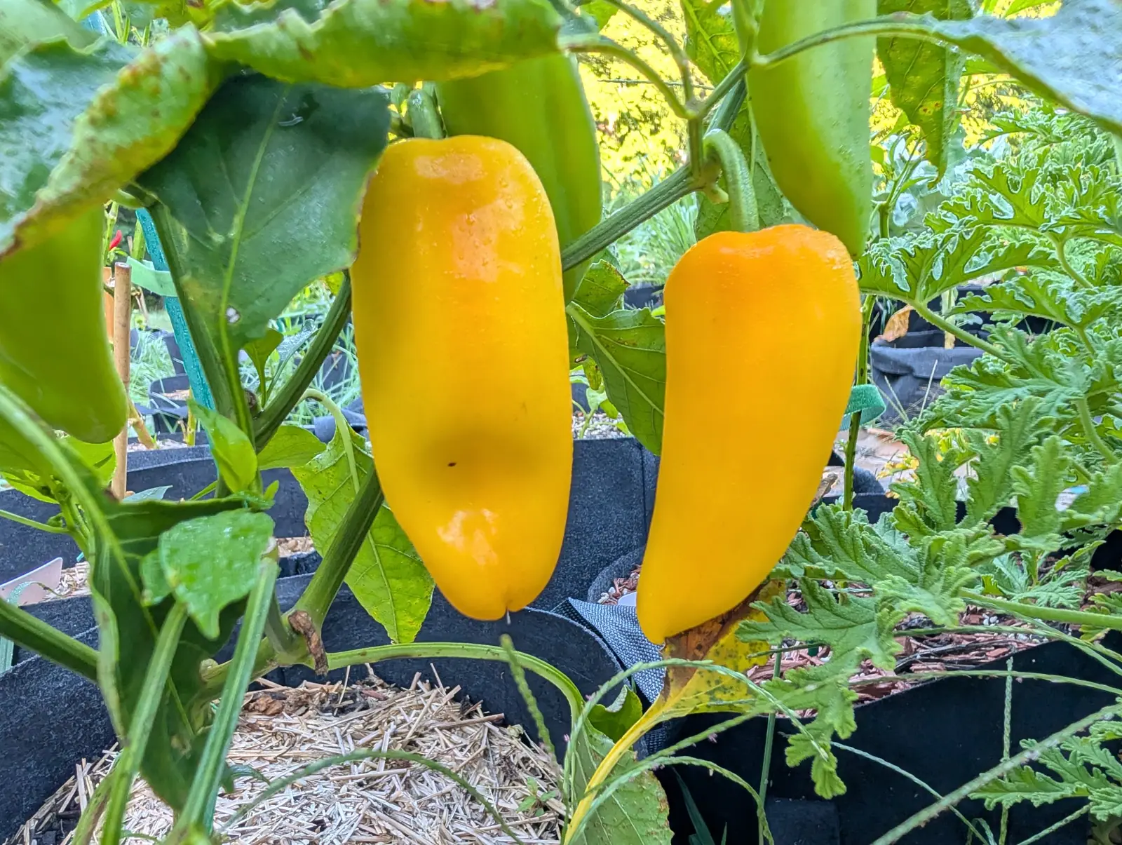 Two Pick-N-Pop Yellow peppers on 26 August hanging side by side and ripened right through to gold, both blocky and slightly lobed with rounded ends, one still washed with dew, under large soft leaves with cut geranium foliage alongside.