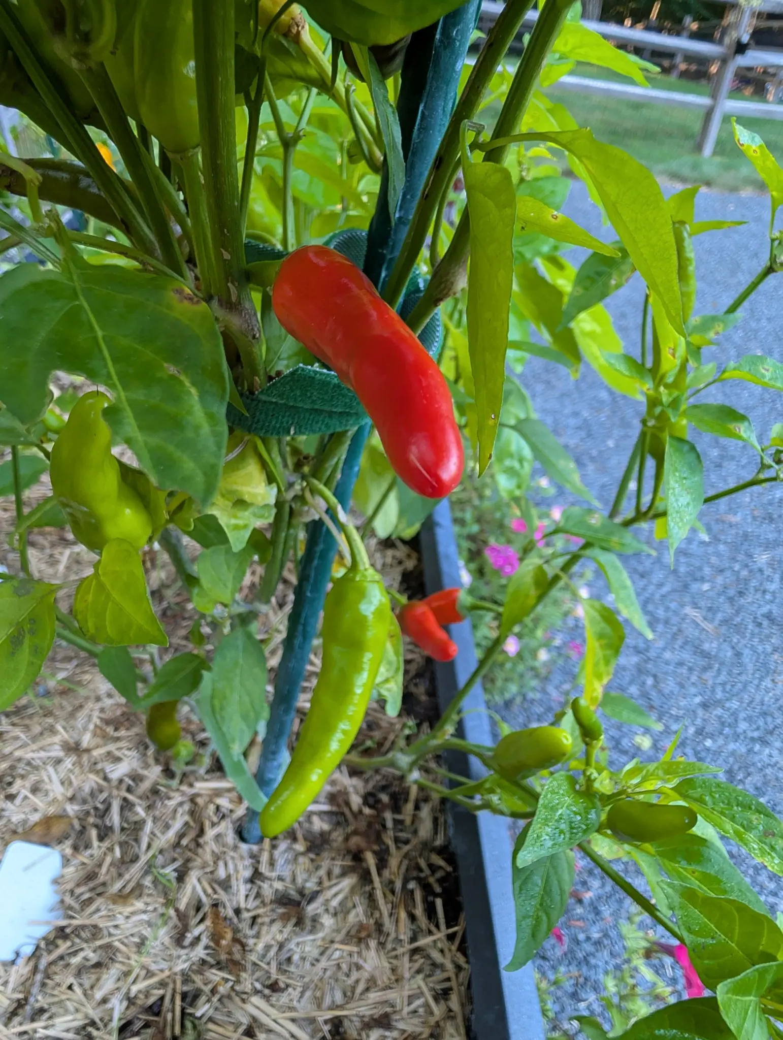A Piri Piri chili on 26 August gone smooth glossy scarlet among several still slender and green on the same plant, blunt at the tip rather than pointed, in a gray planter with the gravel drive and a pale rail fence running away beyond it.