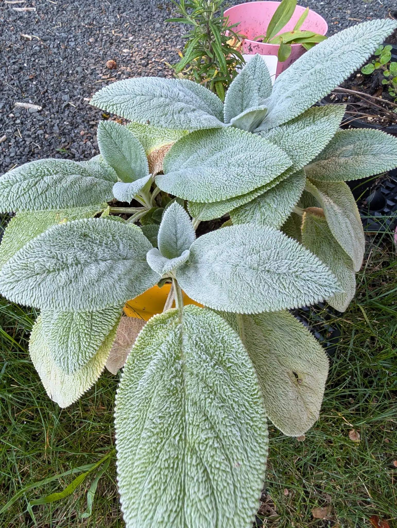 A low rosette on 26 August of very large soft leaves, felted white-woolly on both faces until the green barely shows through, each one blunt and oval with a finely scalloped edge, splayed flat out of a small pot over grass and gravel.