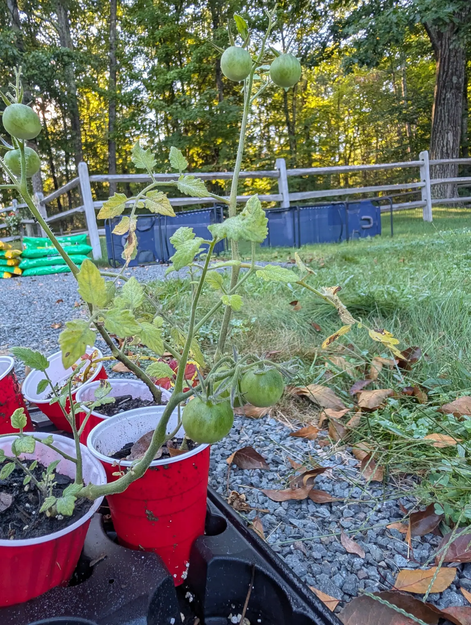 Tomato seedlings on 26 August still in red plastic cups on the gravel, each of them leggy and carrying two or three small green fruit on hairy trusses held well clear of the sparse foliage below, with woodland behind the fence.