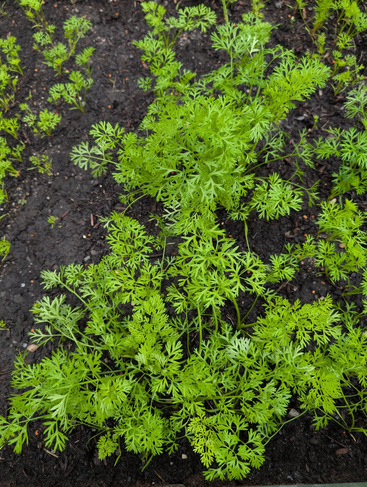 Tendersweet carrots on 27 August seen straight down, a dense bright yellow-green stand of foliage cut two and three times over into narrow threads, thinning away to single seedlings at one corner where the sowing ran thin.