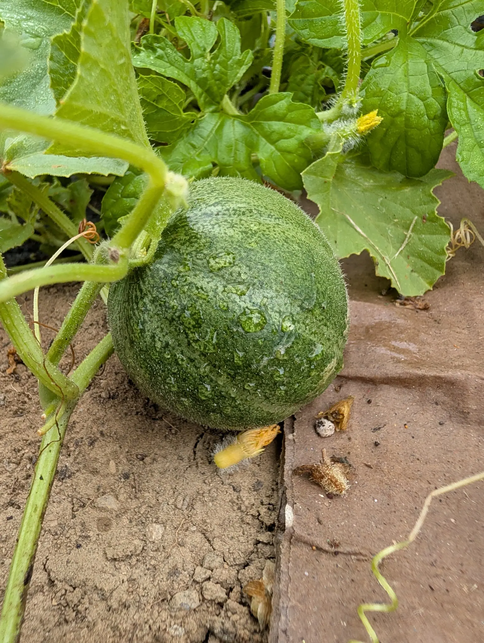 A young fruit on 27 August still carrying its shriveled yellow flower at the blossom end, round and dull green mottled darker, its skin covered all over in short bristly hairs, with lobed vine leaves and coiling tendrils above it.