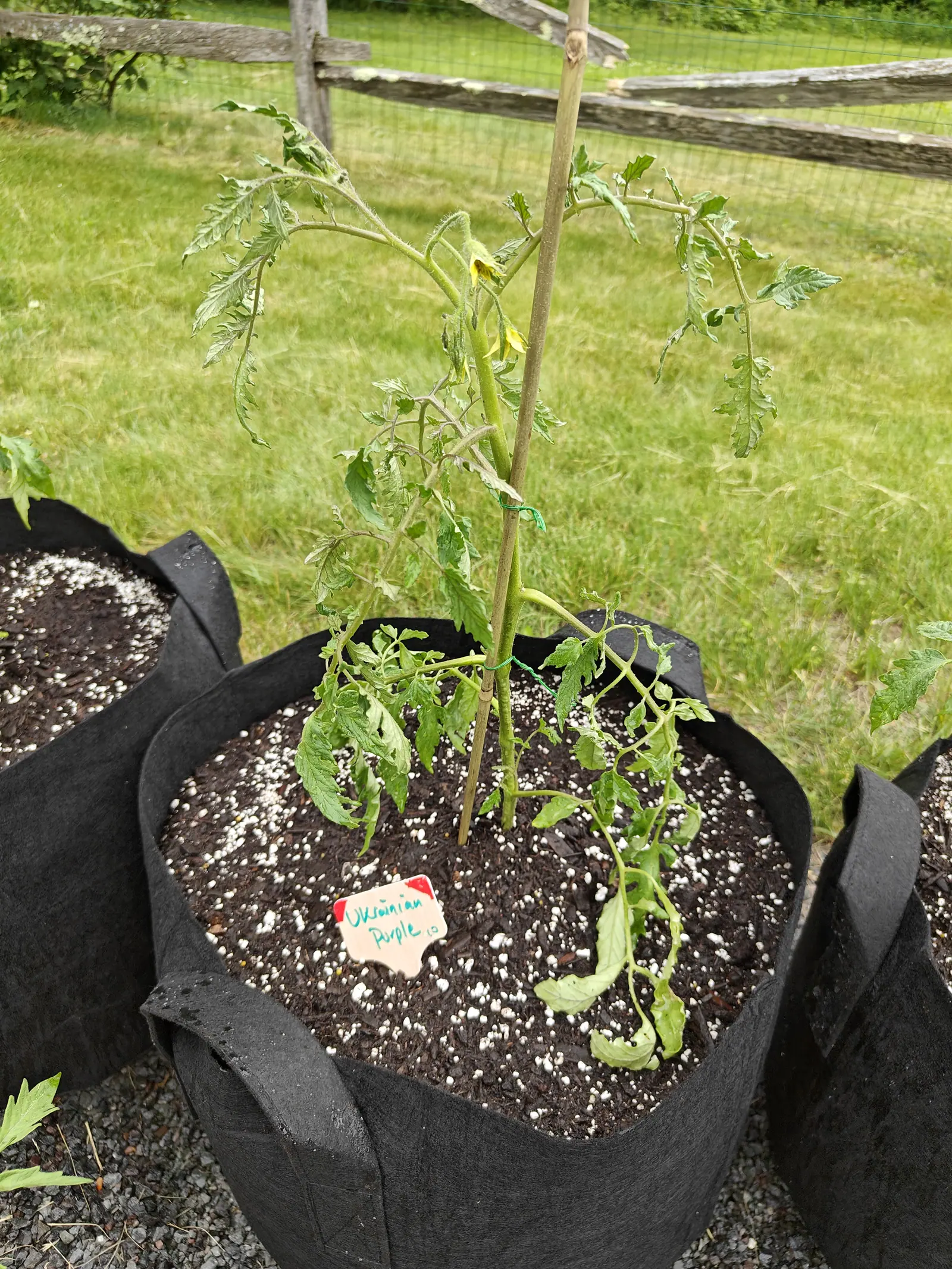 A Ukrainian Purple tomato in first flower on 7 June, two blooms nodding on hairy stalks with narrow yellow petals swept sharply back off a green calyx and three or four buds still shut beside them, its lower leaves drooping pale and dry-edged.