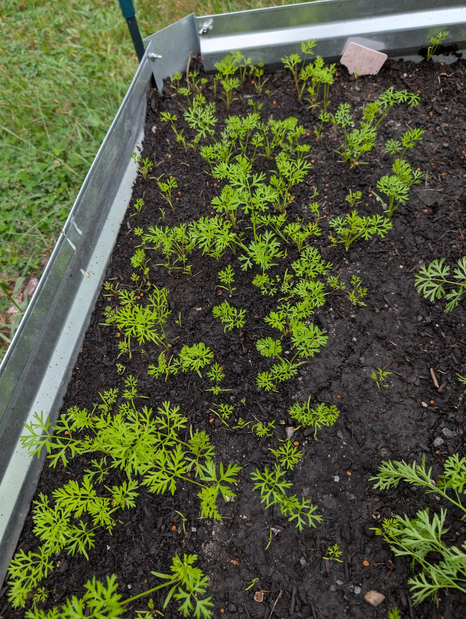 Danvers 126 carrots on 27 August, a steel bed seen from its corner and sown unevenly — a thick band of ferny seedlings straight down the middle, thinning to scattered singles at the far end — with mown grass beyond the metal.