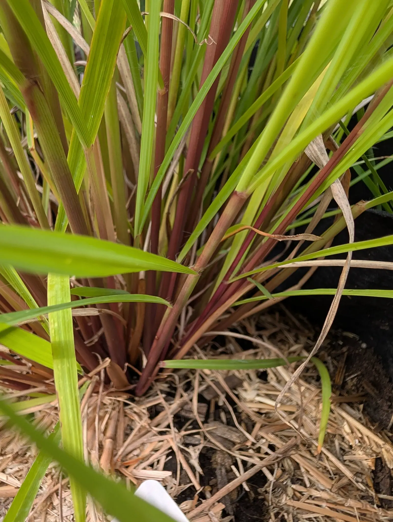 Lemongrass on 27 August, a dense clump of strap leaves rising out of swollen stem bases that are deep red-purple at ground level and fade to green above, the outer sheaths dried to paper and the leaf tips arching over and browning.