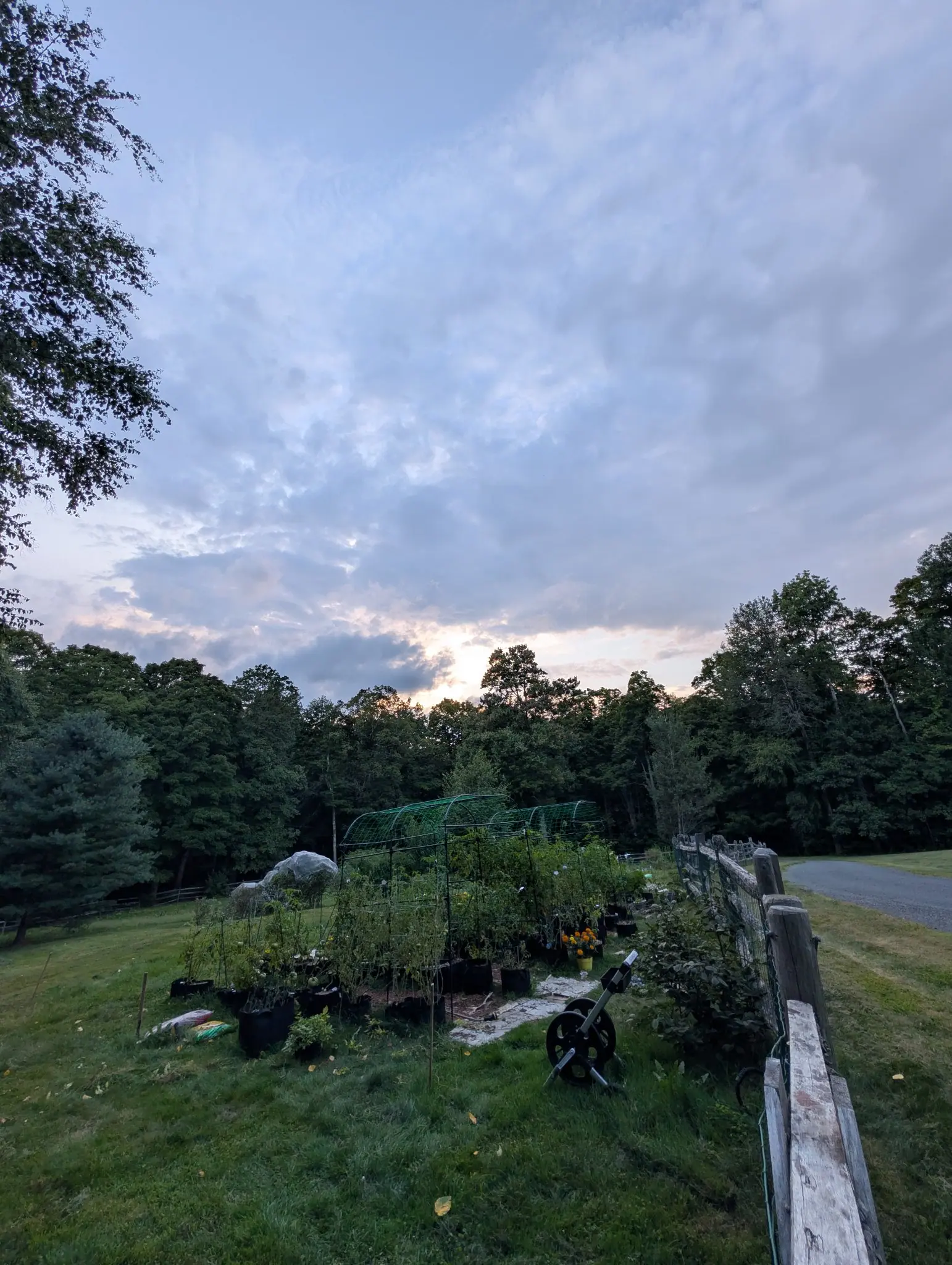 The bag garden at dusk on 27 August under a wide pale sky, its long netted tunnel running over rows of bags on mown grass with staked tomatoes leaning out of them, a bucket of marigolds and a hose reel left out on the grass.