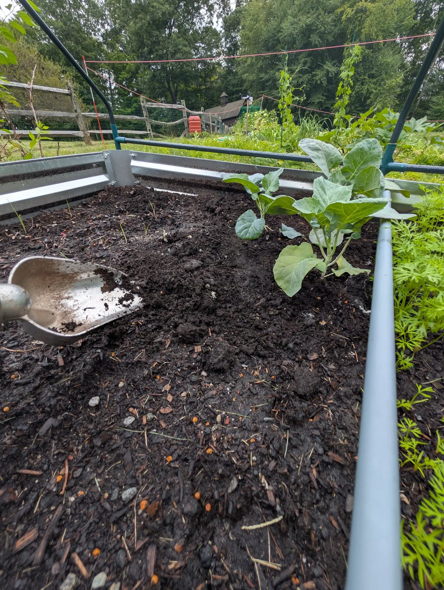 One young brassica on 27 August with no head or bud formed yet, six or seven broad blue-green leaves under a faint waxy bloom, wavy at the margin and pale down the midrib, a trowel still lying in the worked soil beside it.