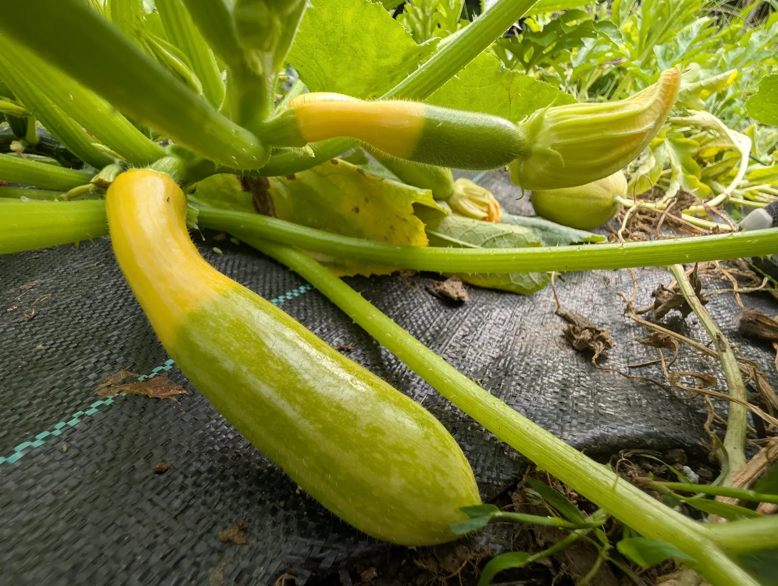 Two Zephyr squash on 27 August lying where they grew, each banded sharply from butter yellow at the stem end to pale green at the blossom end and lightly bristled, with a third smaller one and one orange-throated flower open behind.