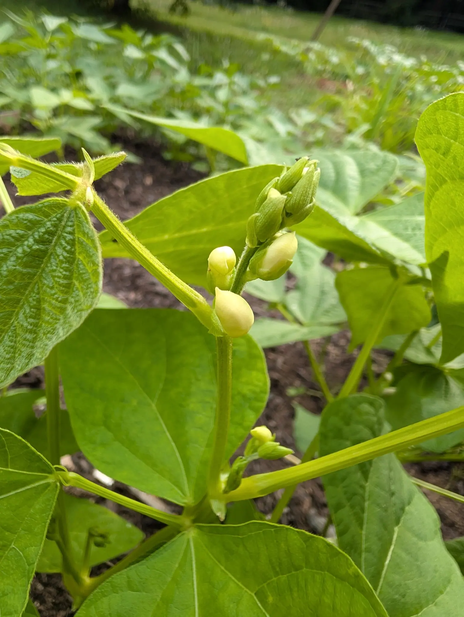 Gold Rush beans on 27 August, five plump cream-white buds ranged along one short raceme with more opening below them, each keeled bud held in its own green calyx, over leaves in threes with fine hairs standing along the veins.