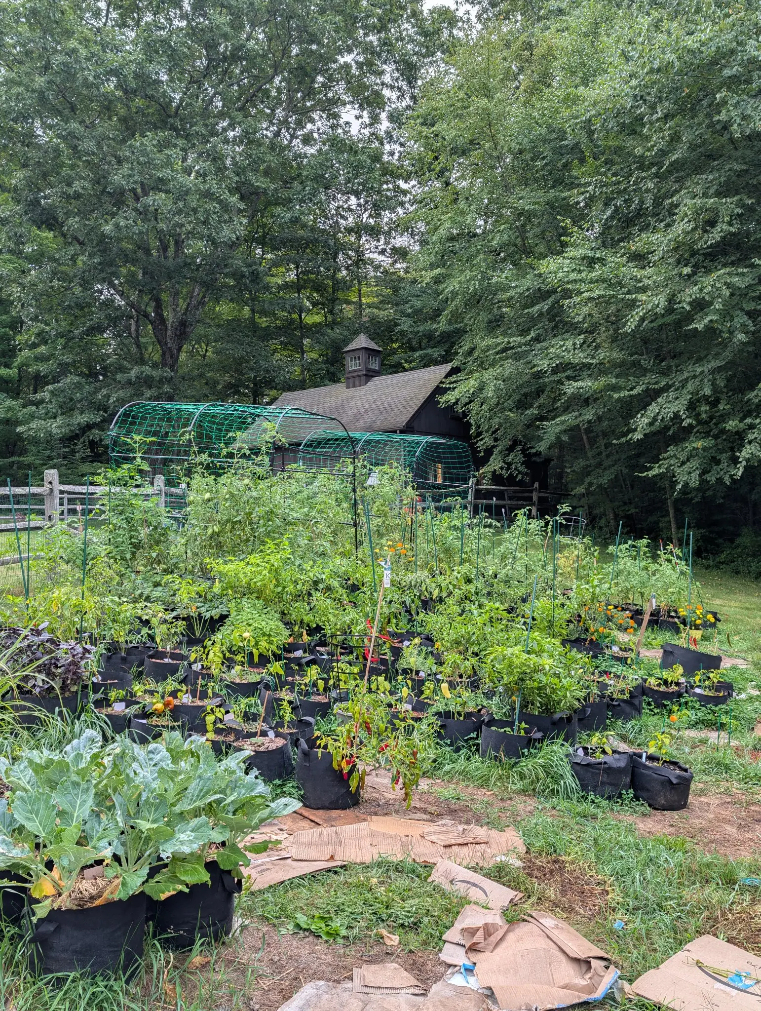 The bag garden on 27 August from its far edge, scores of bags in rows on mown grass with staked and caged plants leaning out over them, the netted tunnel running clear across the frame and a shingled barn with a cupola among the trees.