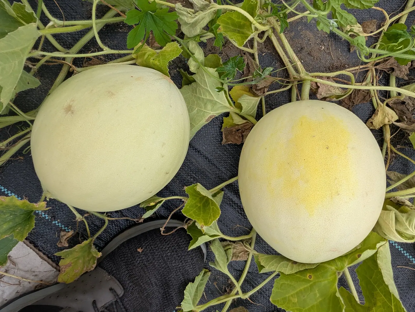 Green Flesh honeydews on 27 August, lying among their own vines with the rind gone completely smooth — no netting, no ribbing anywhere on either one — one still a uniform pale cream-green and the other blushing buttery yellow across its crown.