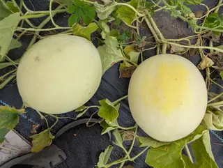 Green Flesh honeydews on 27 August, lying among their own vines with the rind gone completely smooth — no netting, no ribbing anywhere on either one — one still a uniform pale cream-green and the other blushing buttery yellow across its crown.