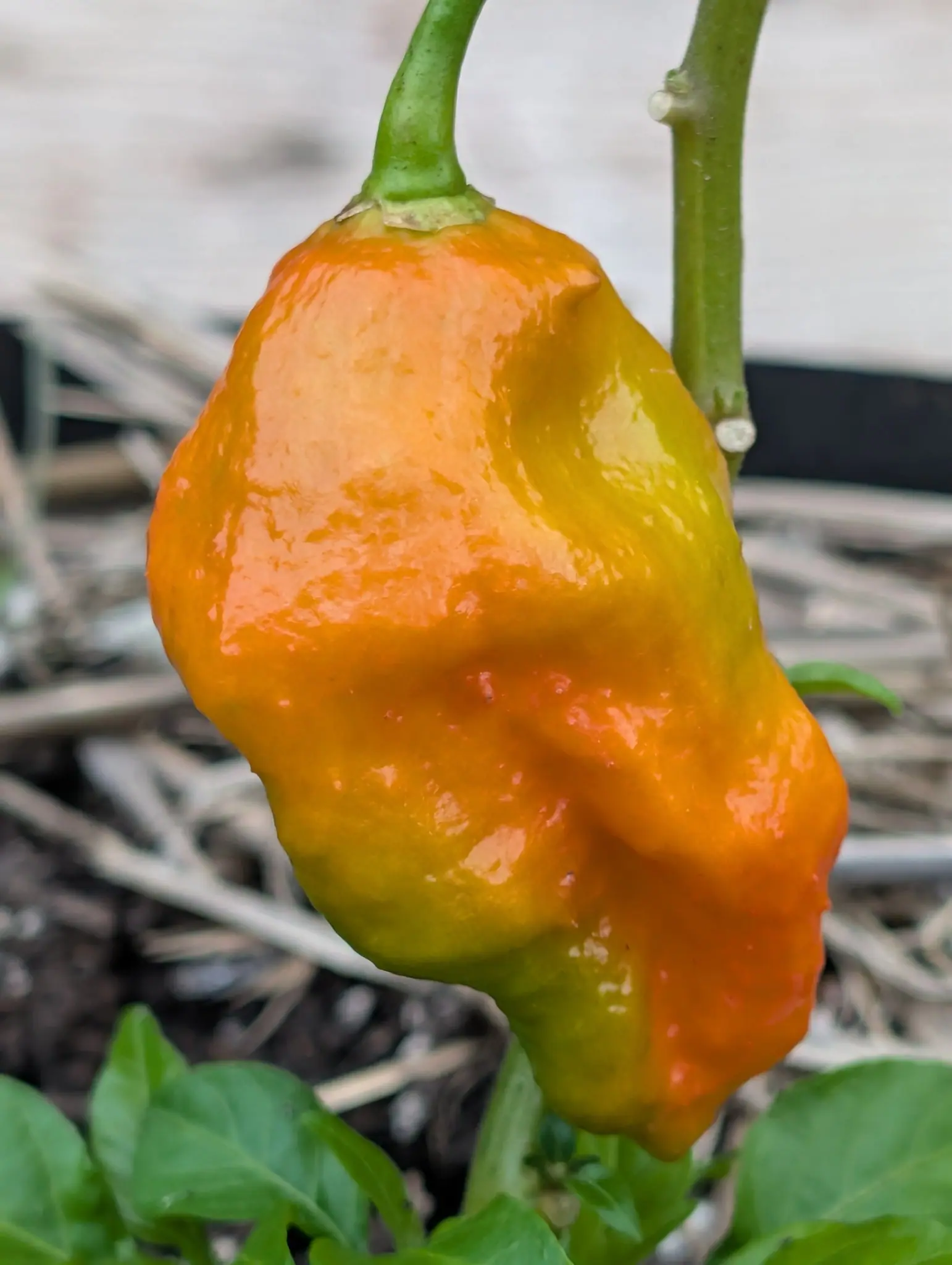A Ghost chili on 27 August, its skin gathered into deep folds and pits over the whole surface and not just the tip, ripening in one wash from an orange shoulder down to a yellow-green point, smooth leaves hanging over it from the branch above.