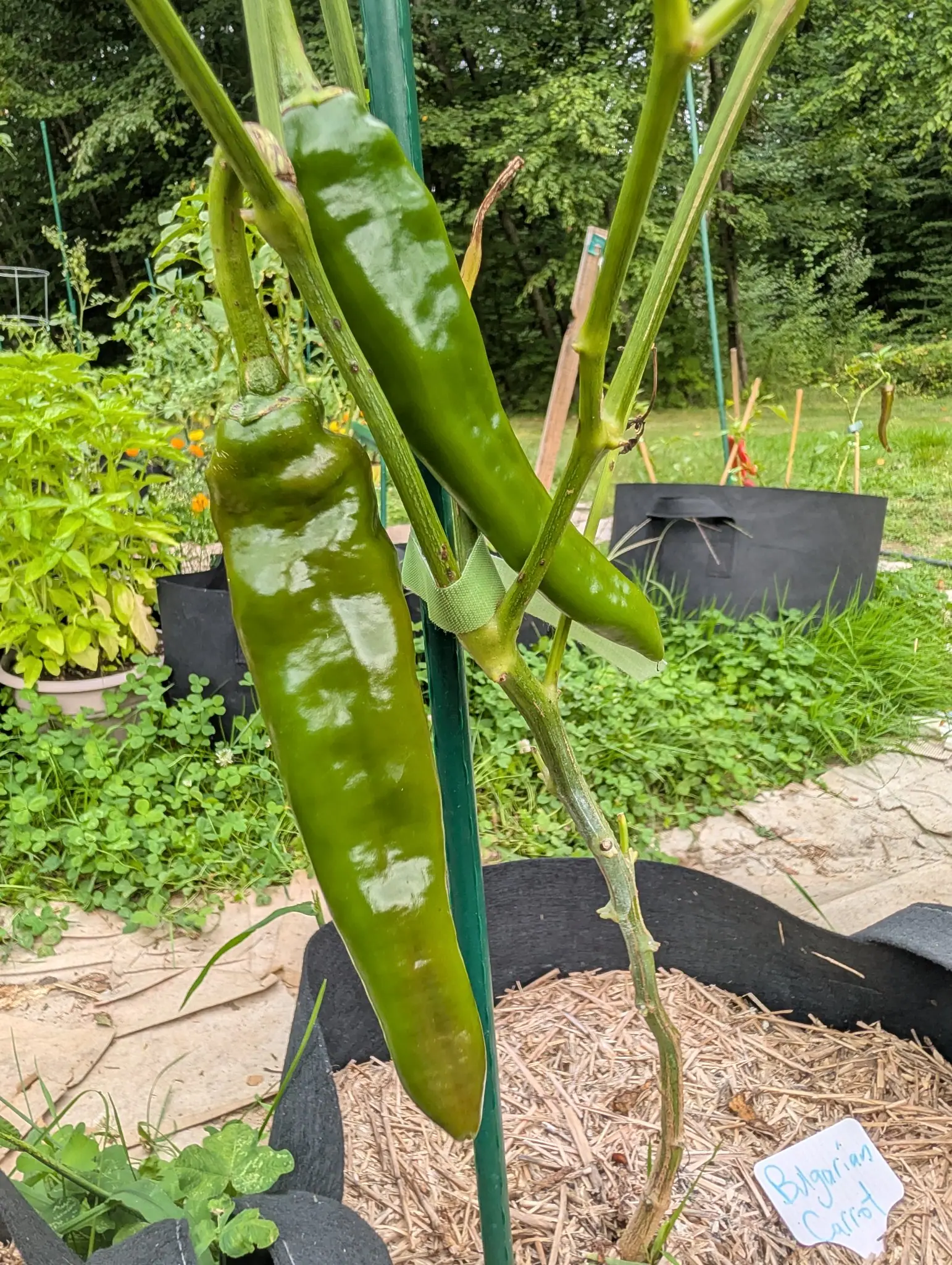 Two Bulgarian Carrot chilies on 27 August, hanging from the same jointed stem and both still smooth glossy mid-green, one grown to nearly twice the length of the other, with basil and marigolds crowding the row beyond them.