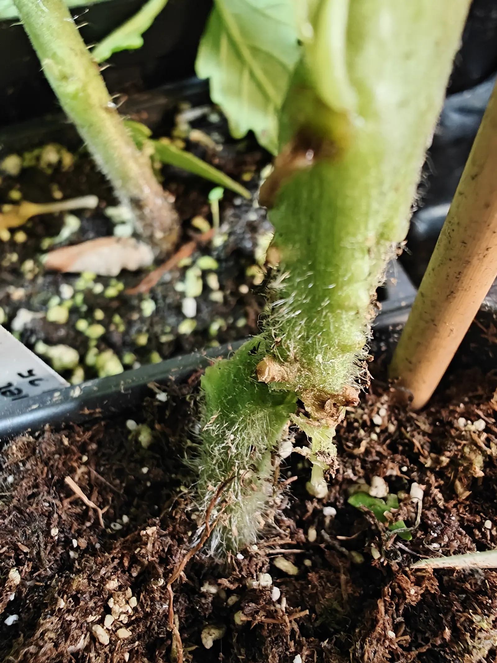 A stem at the soil line on 7 June, shot so close that only its base is sharp: ridged with a swollen flange down one side, haloed in long tangled white hairs, and studded low down with corky knobs of root breaking out through the skin.