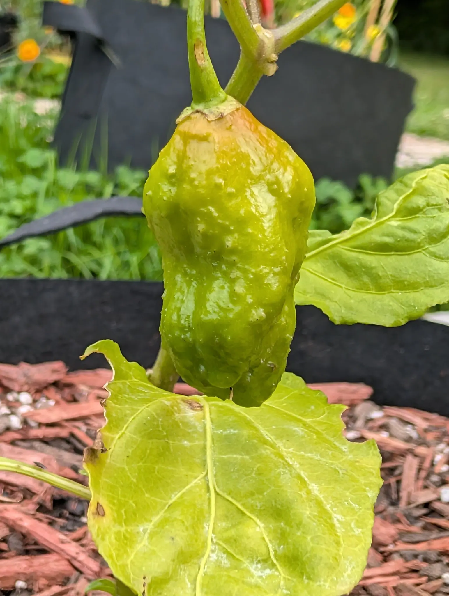 A Ghost chili on 27 August, broad at the shoulder and pinched through a puckered waist to a blunt tip, running tan-orange down through yellow into green and slick with rain, with two leaves beside it gone almost entirely yellow.