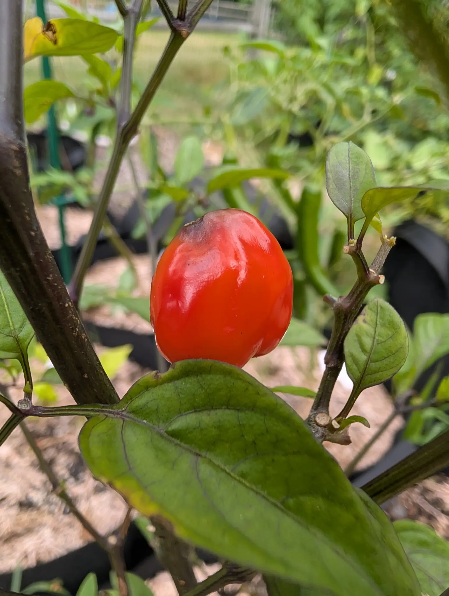 A Chinese 5-Color chili on 27 August, barely longer than wide and sitting upright rather than hanging, glossy scarlet under a faint dusky bloom at the stem end, on a woody stem gone purple-brown with the youngest shoots above it almost black.
