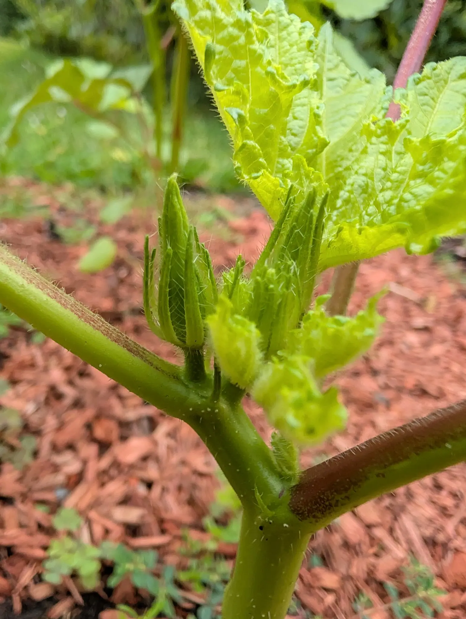 A Clemson Spineless 80 okra pod on 27 August, standing straight up at a leaf node with a second already forming beside it — five-ridged, drawn to a point and sheathed all over in fine bristles — on stems flushed wine-red at every joint.