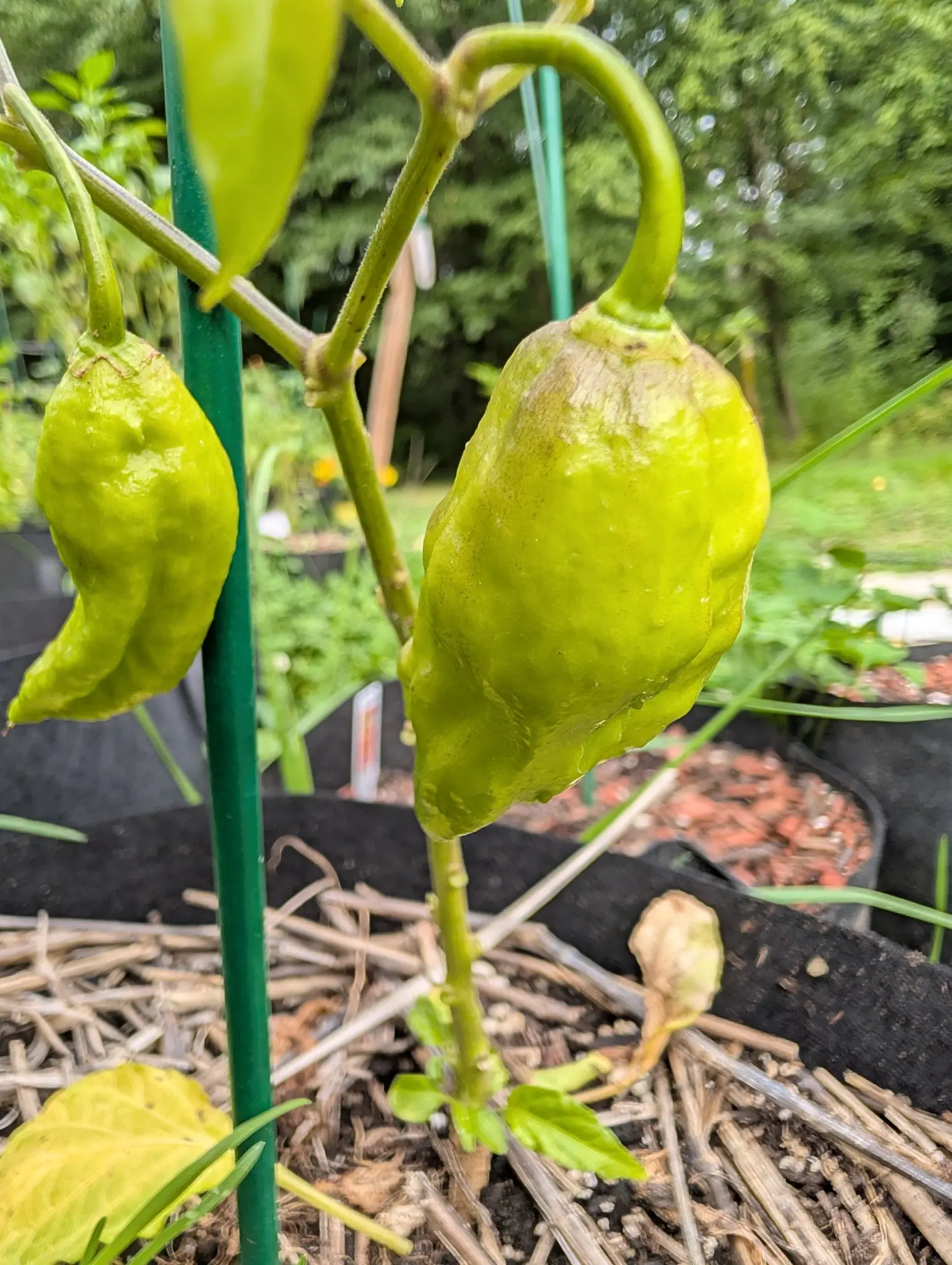 Two Ghost chilies on 27 August, still pale yellow-green and only gently wrinkled, hanging from stout curved stalks with the nearer one pinched through a puckered waist — and a third below them dried down to papery tan.
